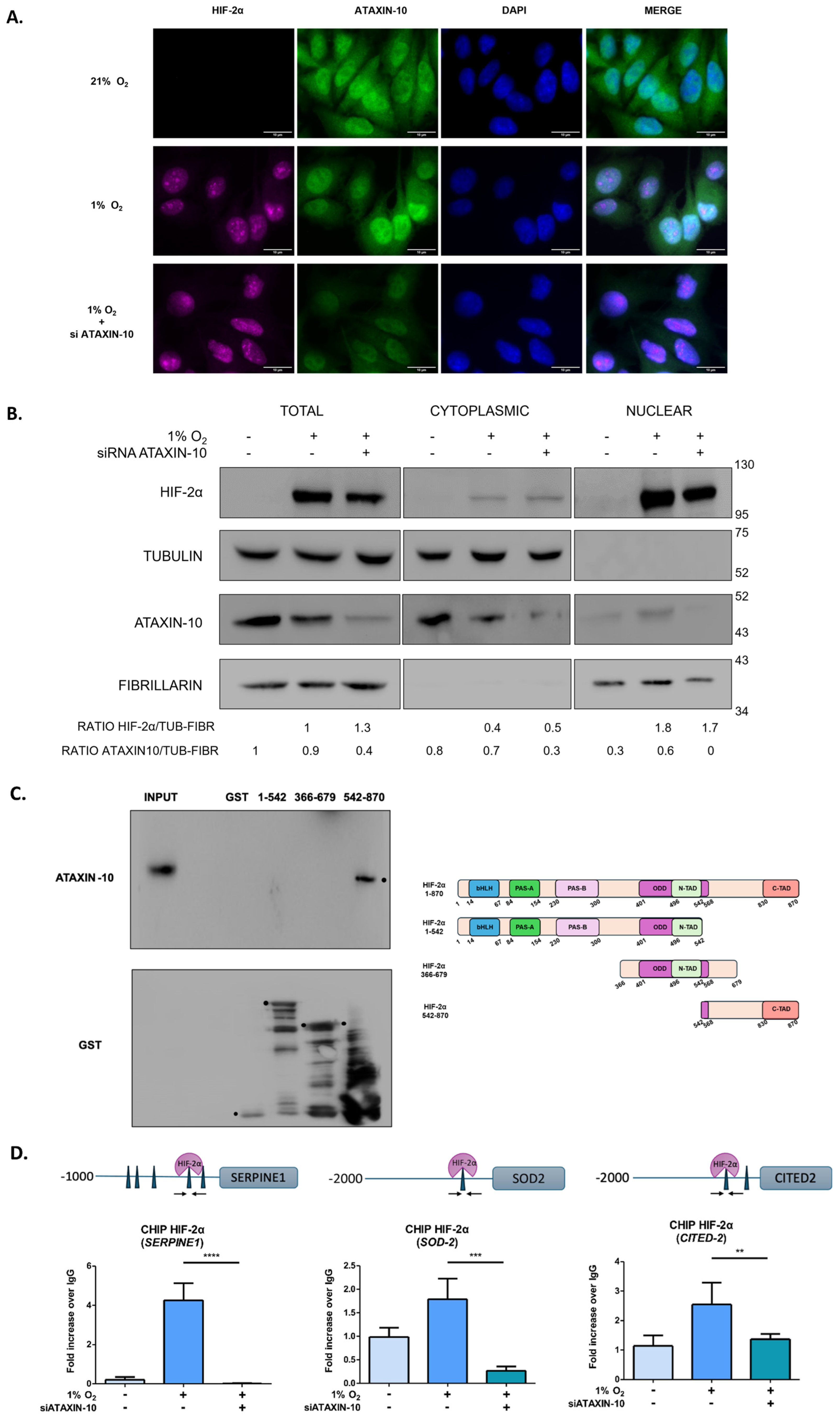 Ijms 26 10417 g003 Ijms 26 10417 g003