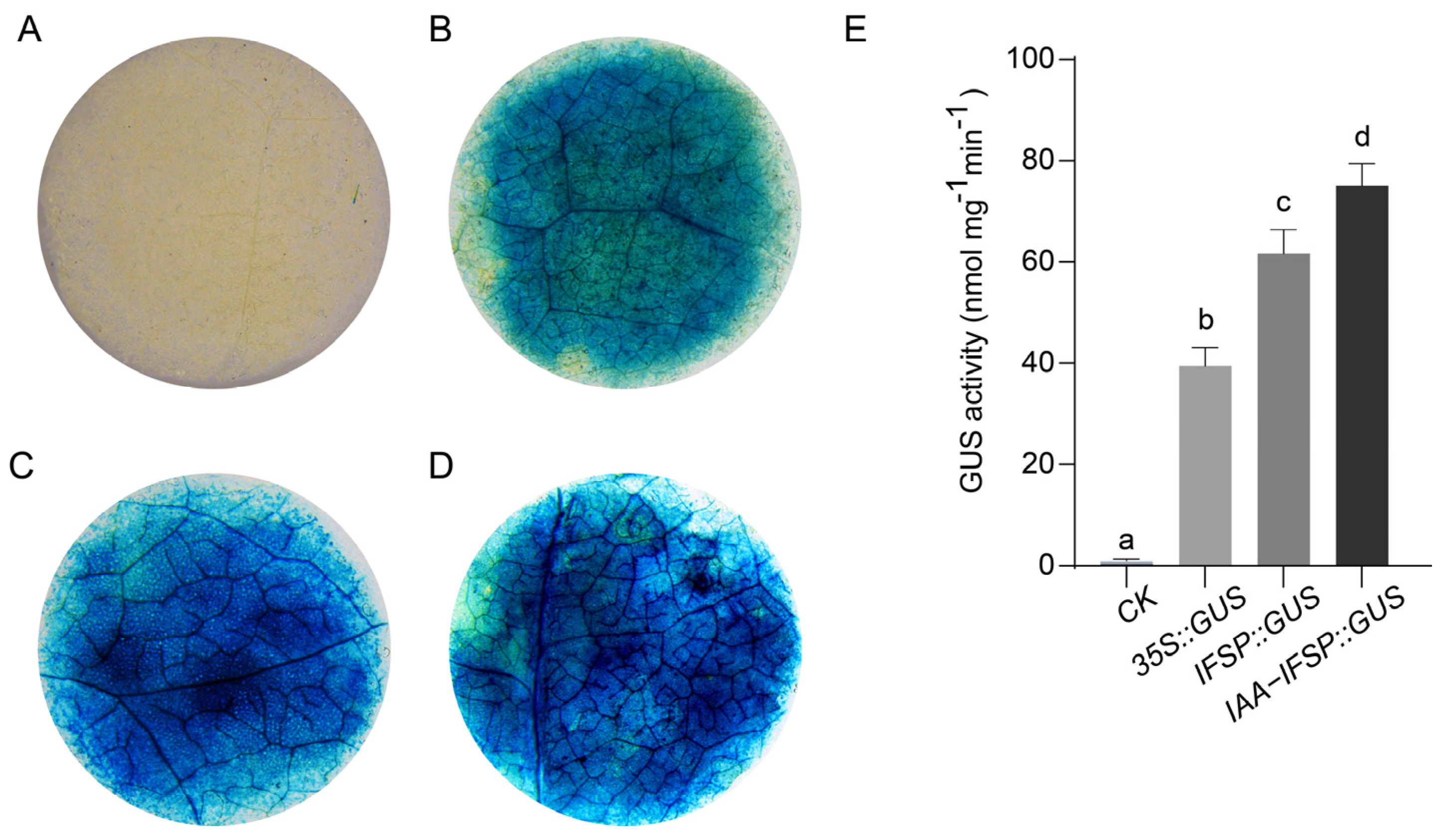 Ijms 26 10435 g008 Ijms 26 10435 g008