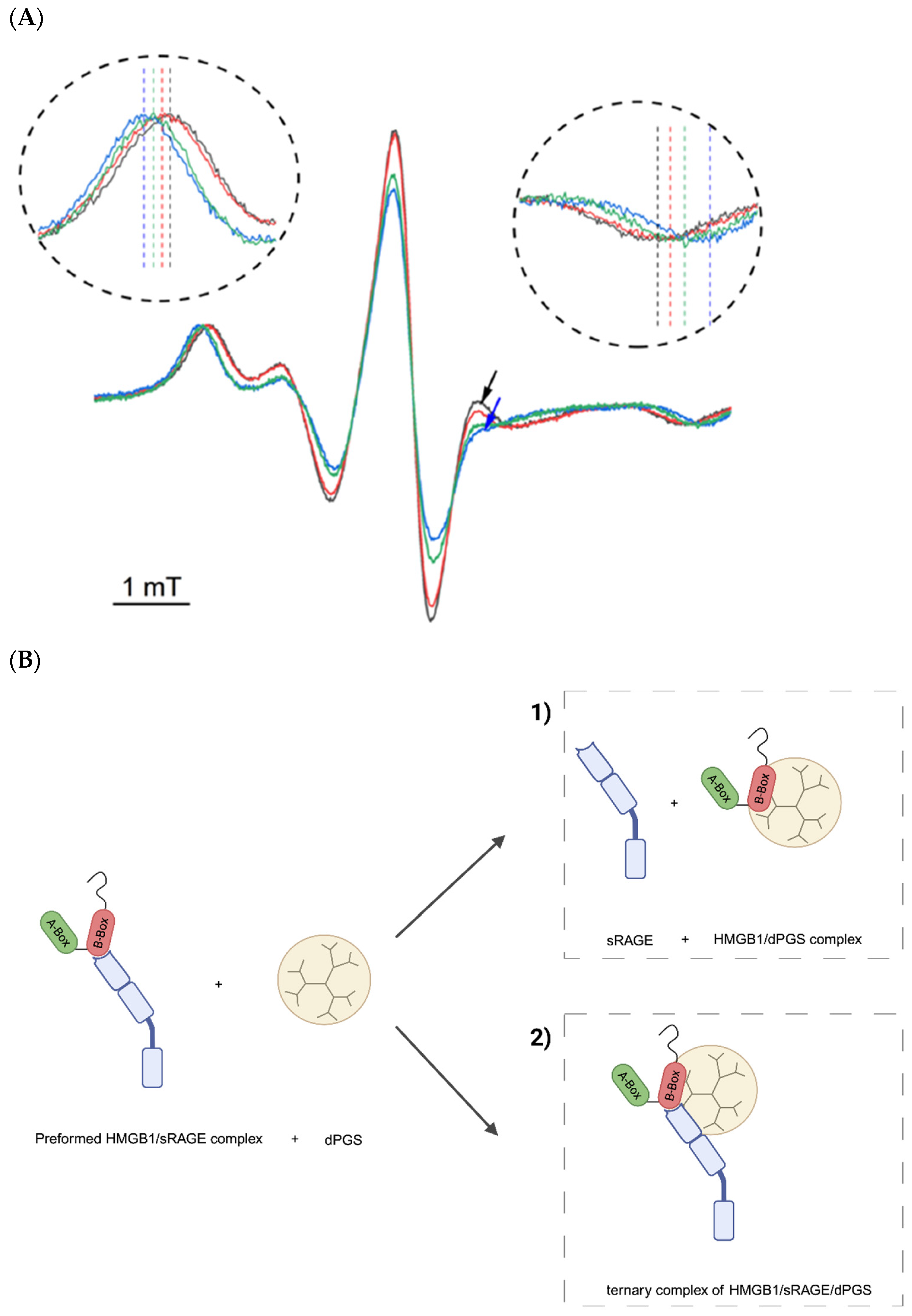 Ijms 26 10440 g006 Ijms 26 10440 g006