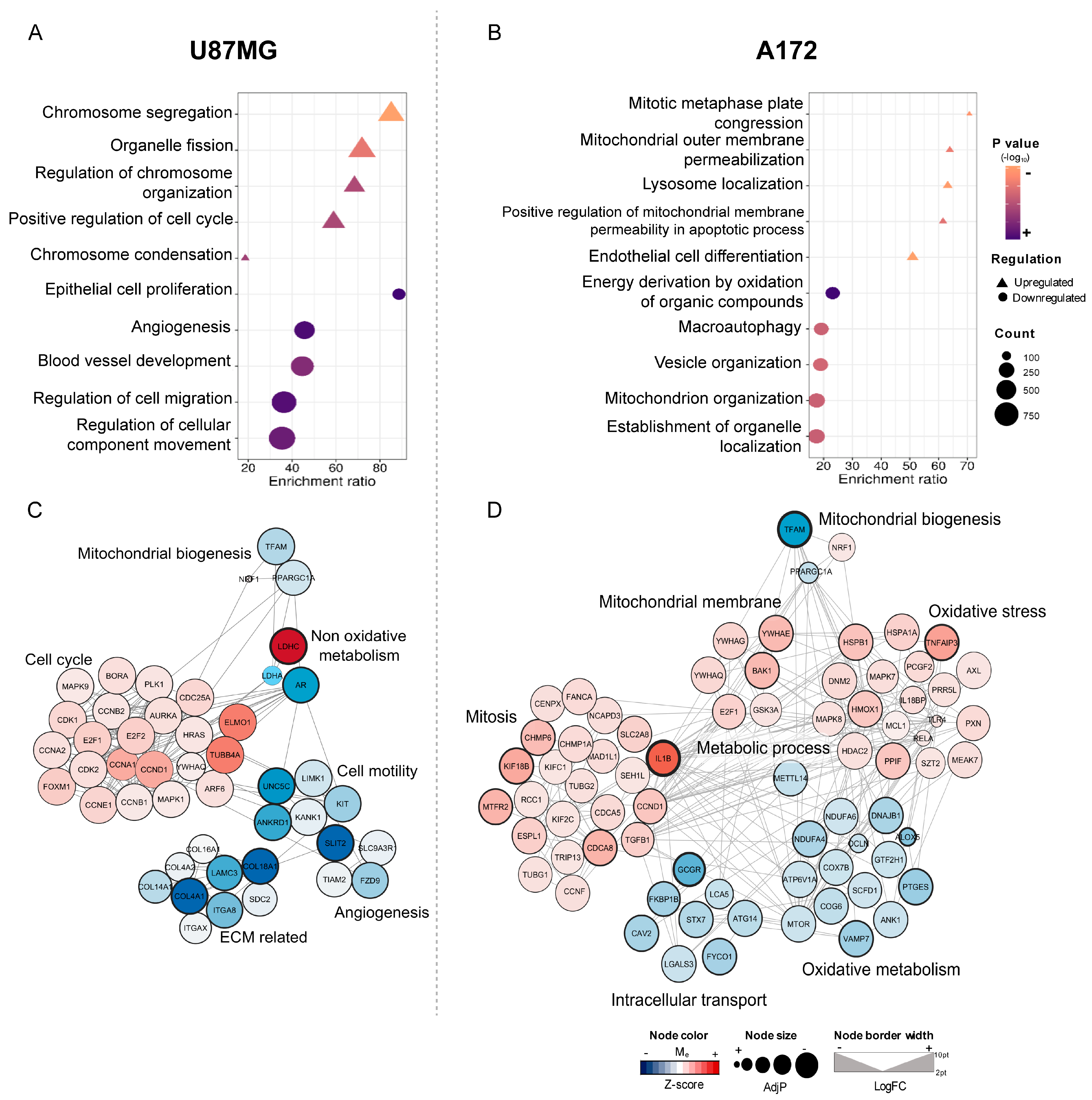 Ijms 26 10446 g005 Ijms 26 10446 g005