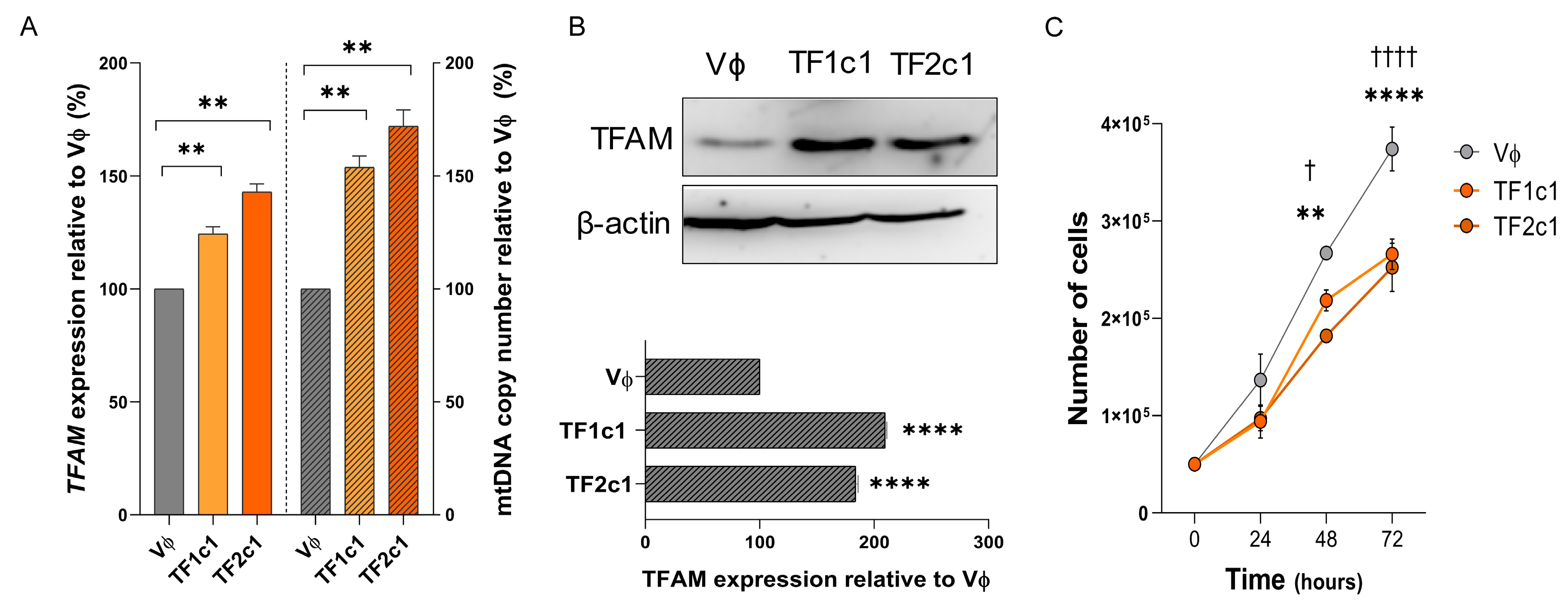 Ijms 26 10446 g006 Ijms 26 10446 g006