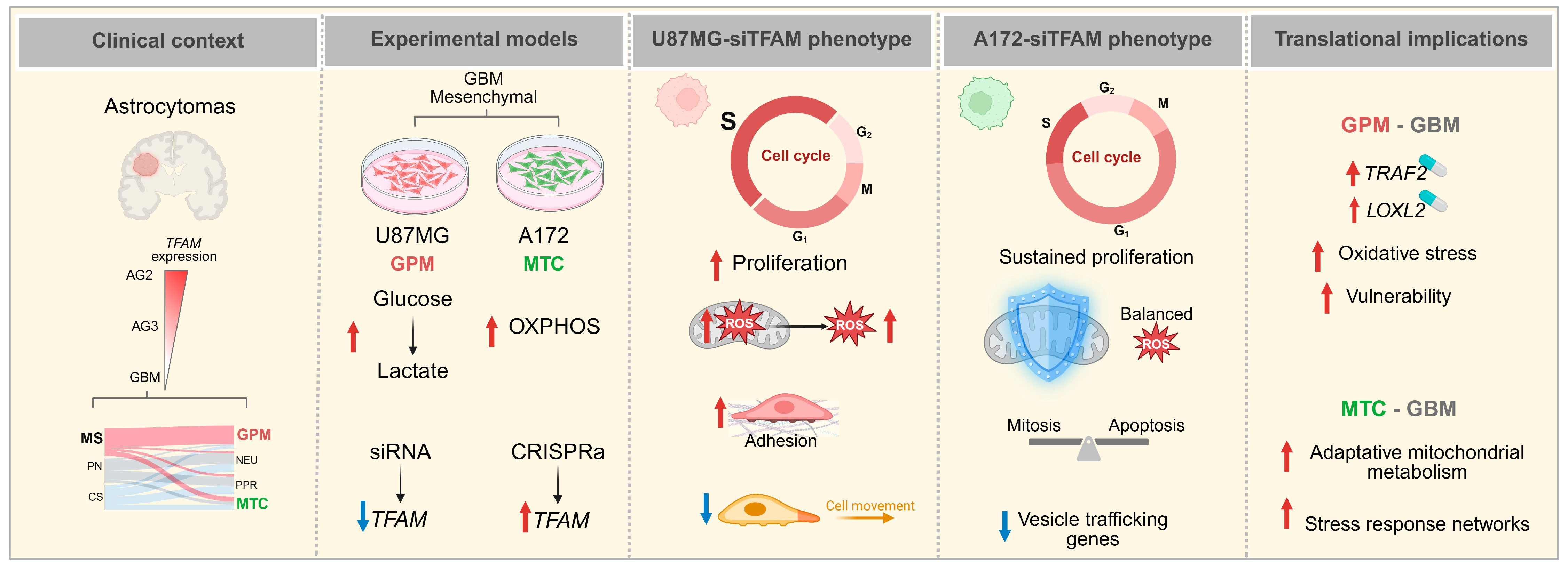 Ijms 26 10446 g008 Ijms 26 10446 g008