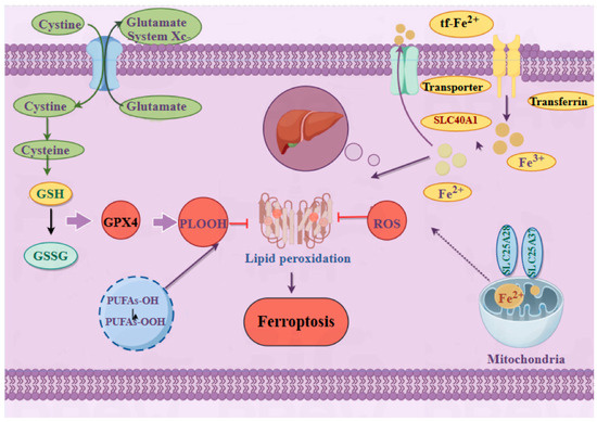 Ferroptosis in Autoimmune Diseases: Research Advances and