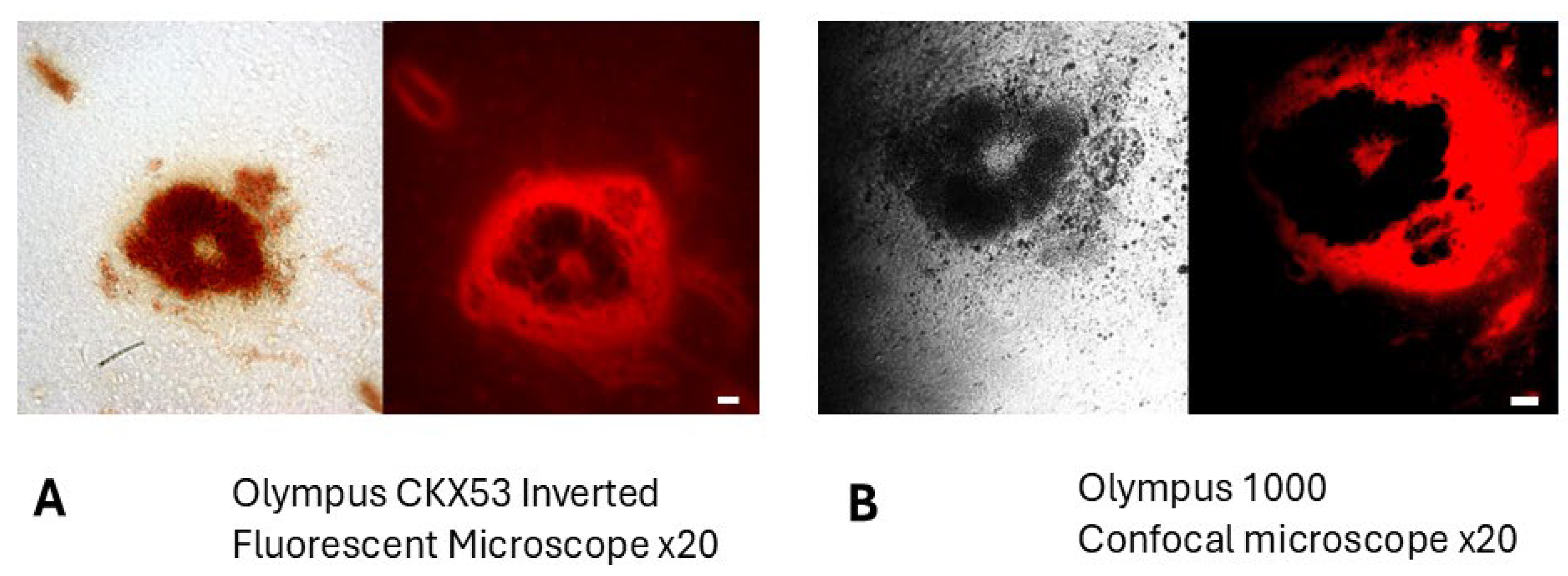 Ijms 26 10450 g002 Ijms 26 10450 g002