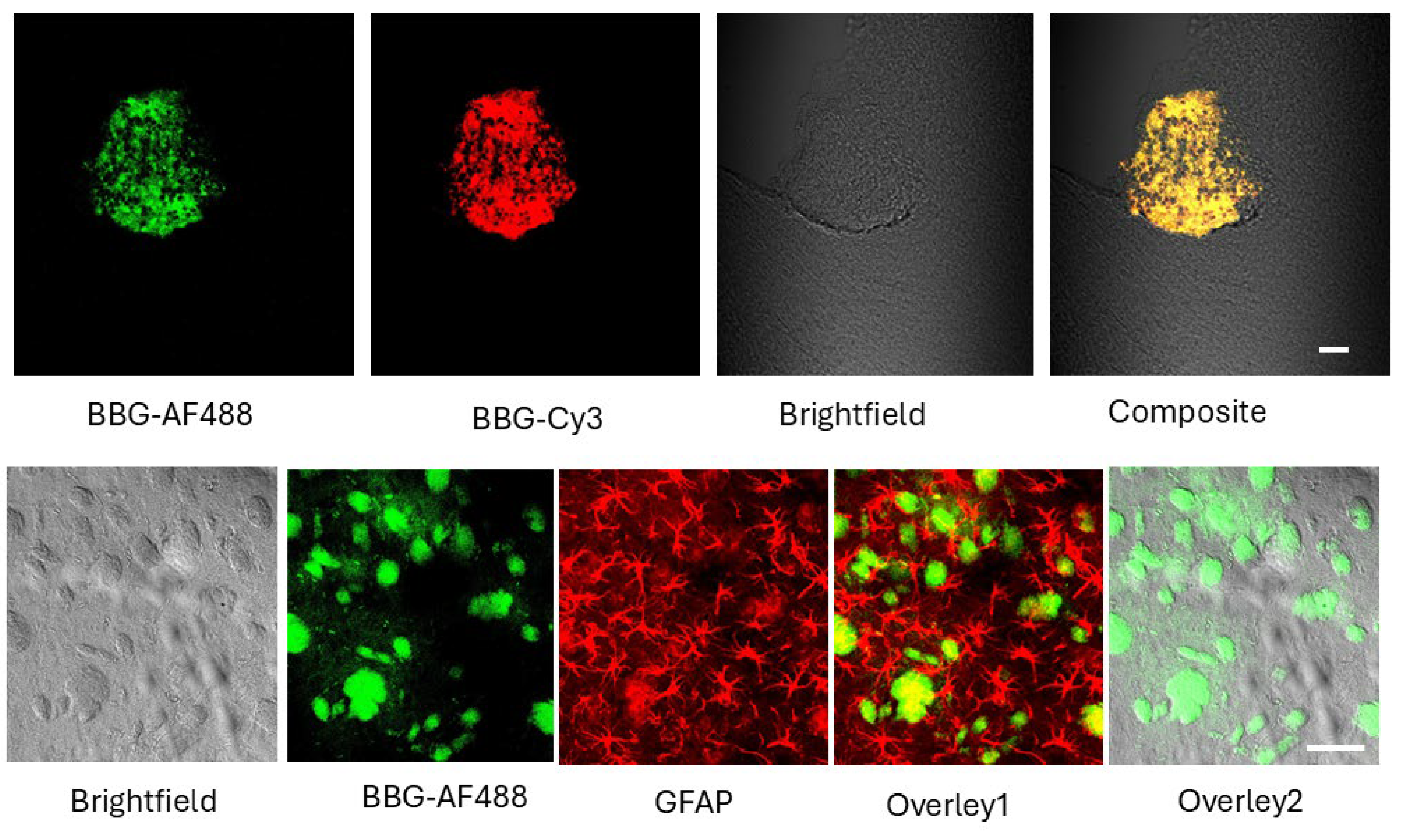 Ijms 26 10450 g004 Ijms 26 10450 g004