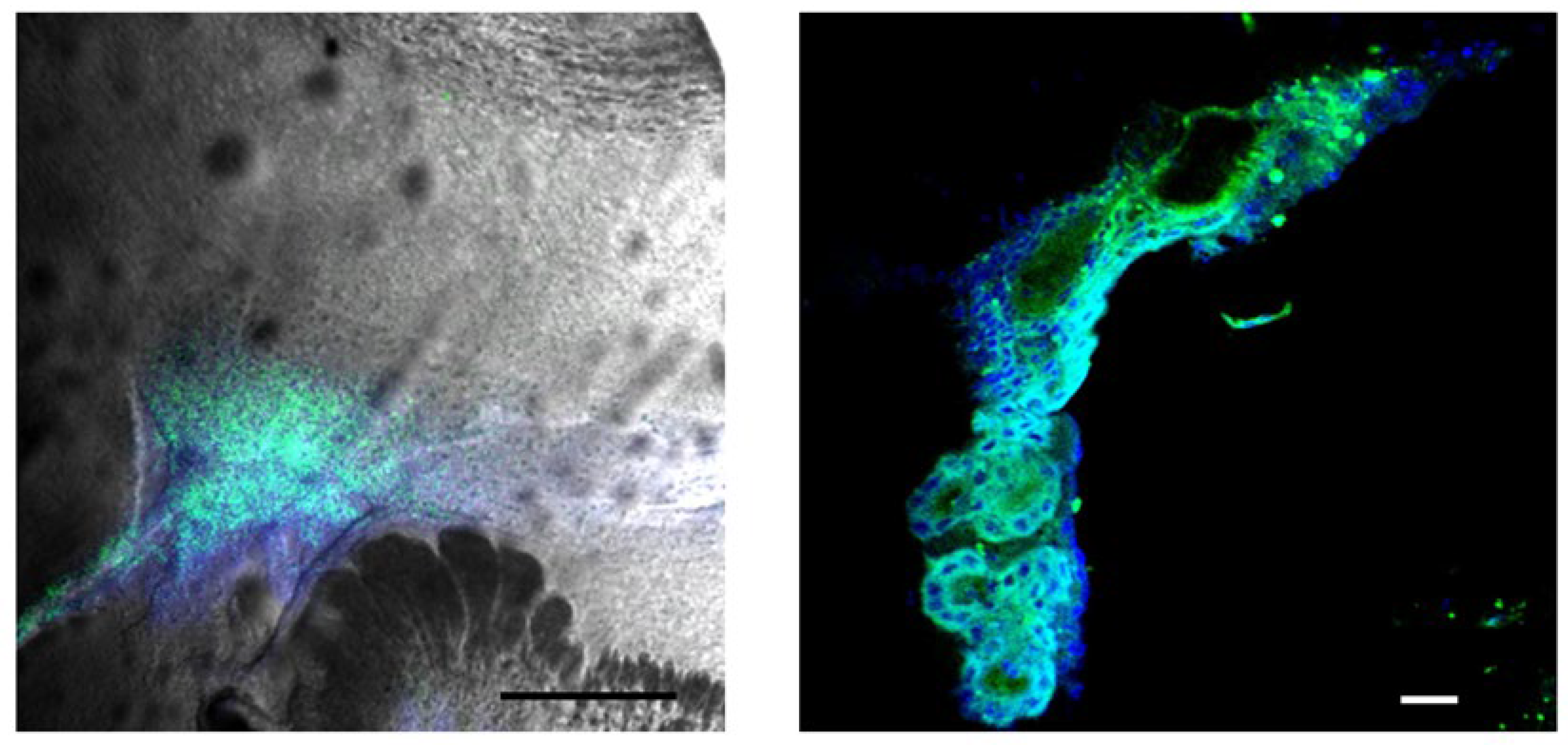 Ijms 26 10450 g005 Ijms 26 10450 g005