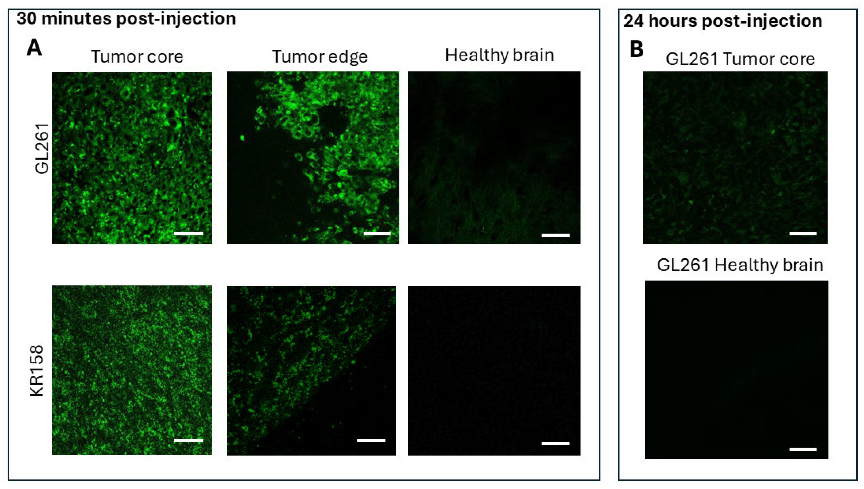 Ijms 26 10450 g006 Ijms 26 10450 g006