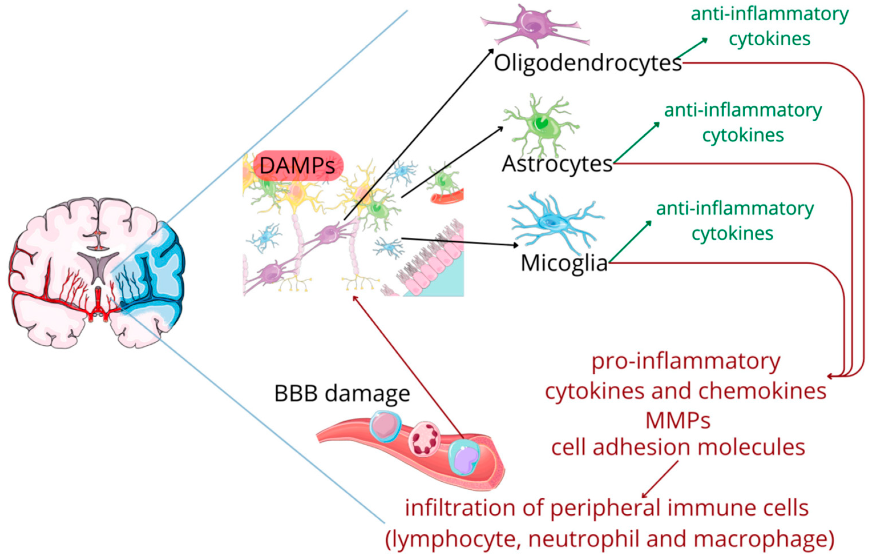 Ijms 26 10473 g002 Ijms 26 10473 g002
