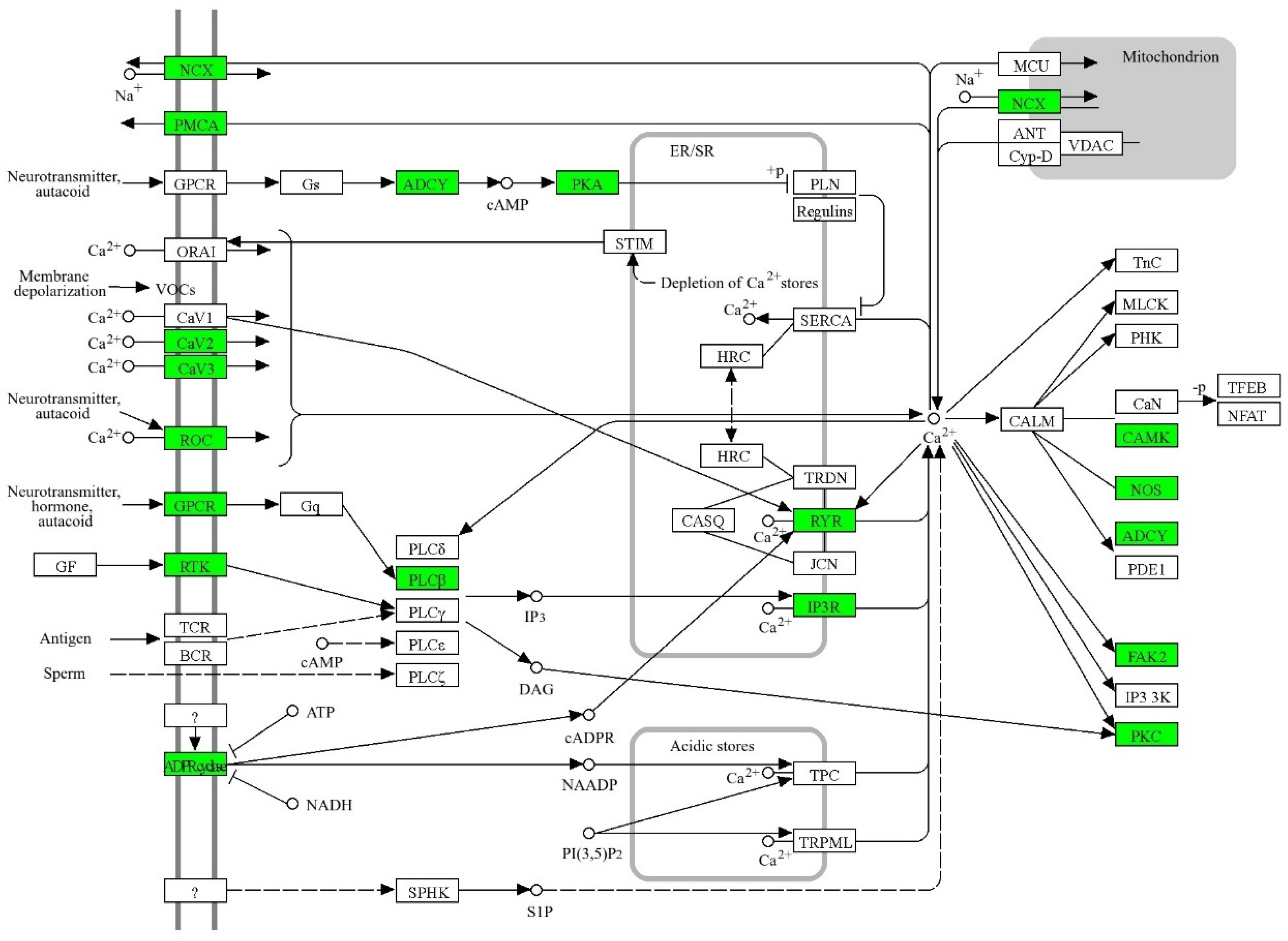 Ijms 26 10490 g002 Ijms 26 10490 g002