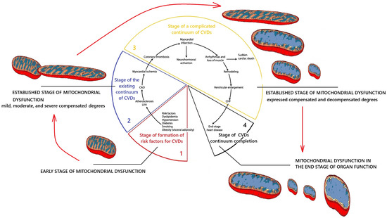 Mitochondrial Dysfunction in the Cardiovascular Disease Continuum