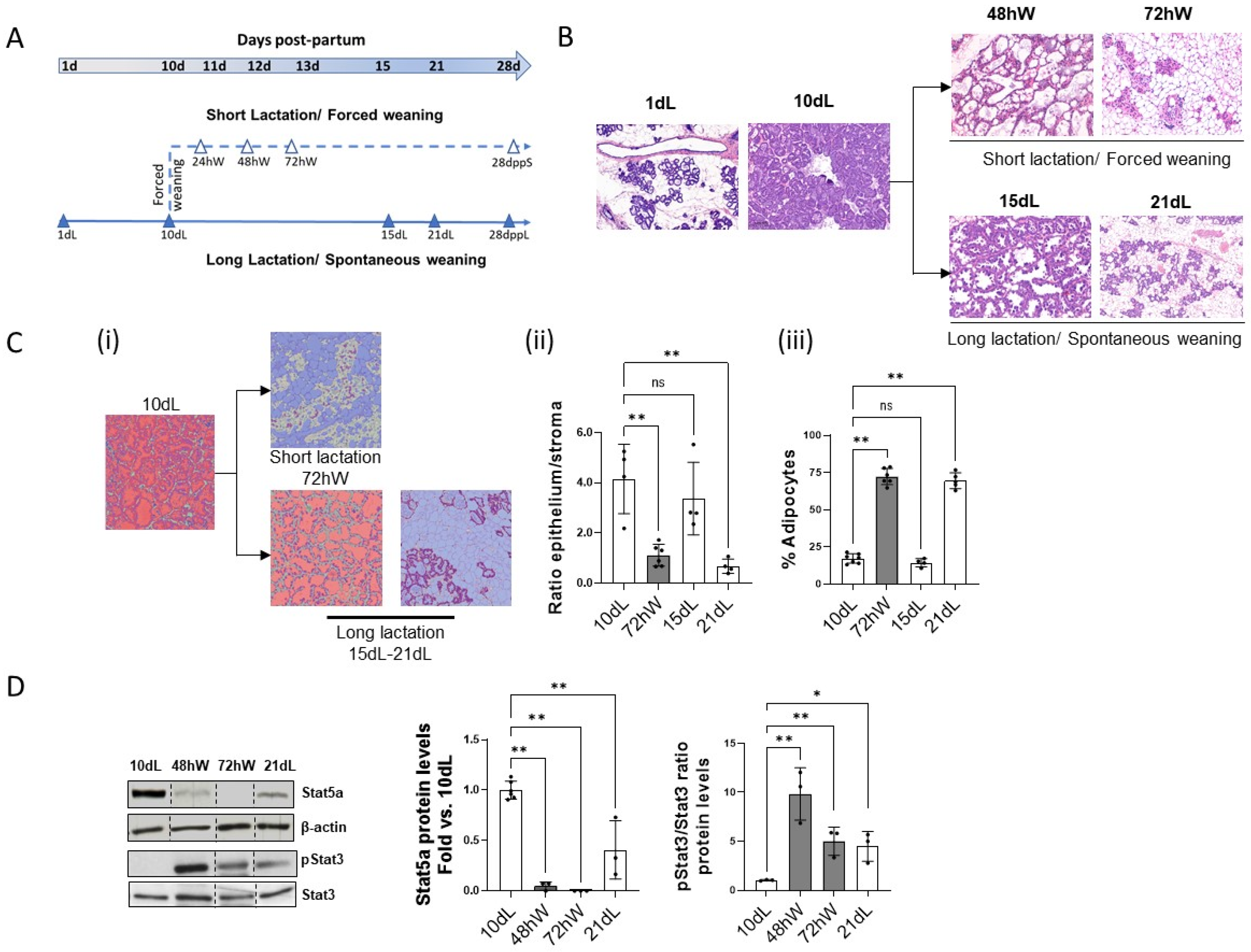 Ijms 26 10501 g001 Ijms 26 10501 g001
