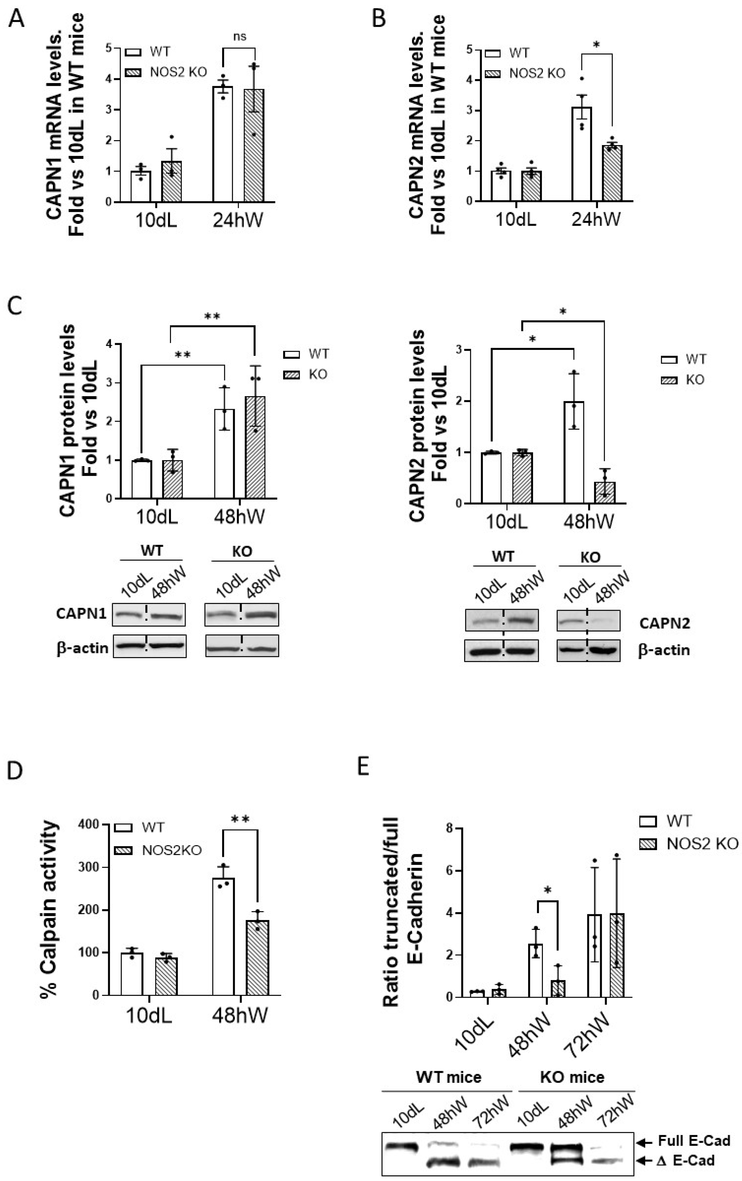 Ijms 26 10501 g004 Ijms 26 10501 g004
