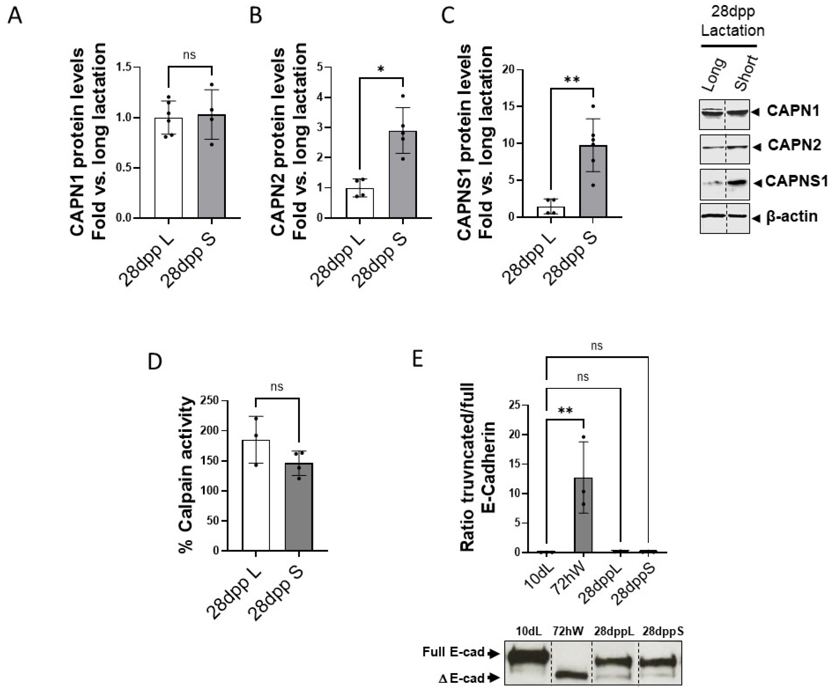 Ijms 26 10501 g006 Ijms 26 10501 g006