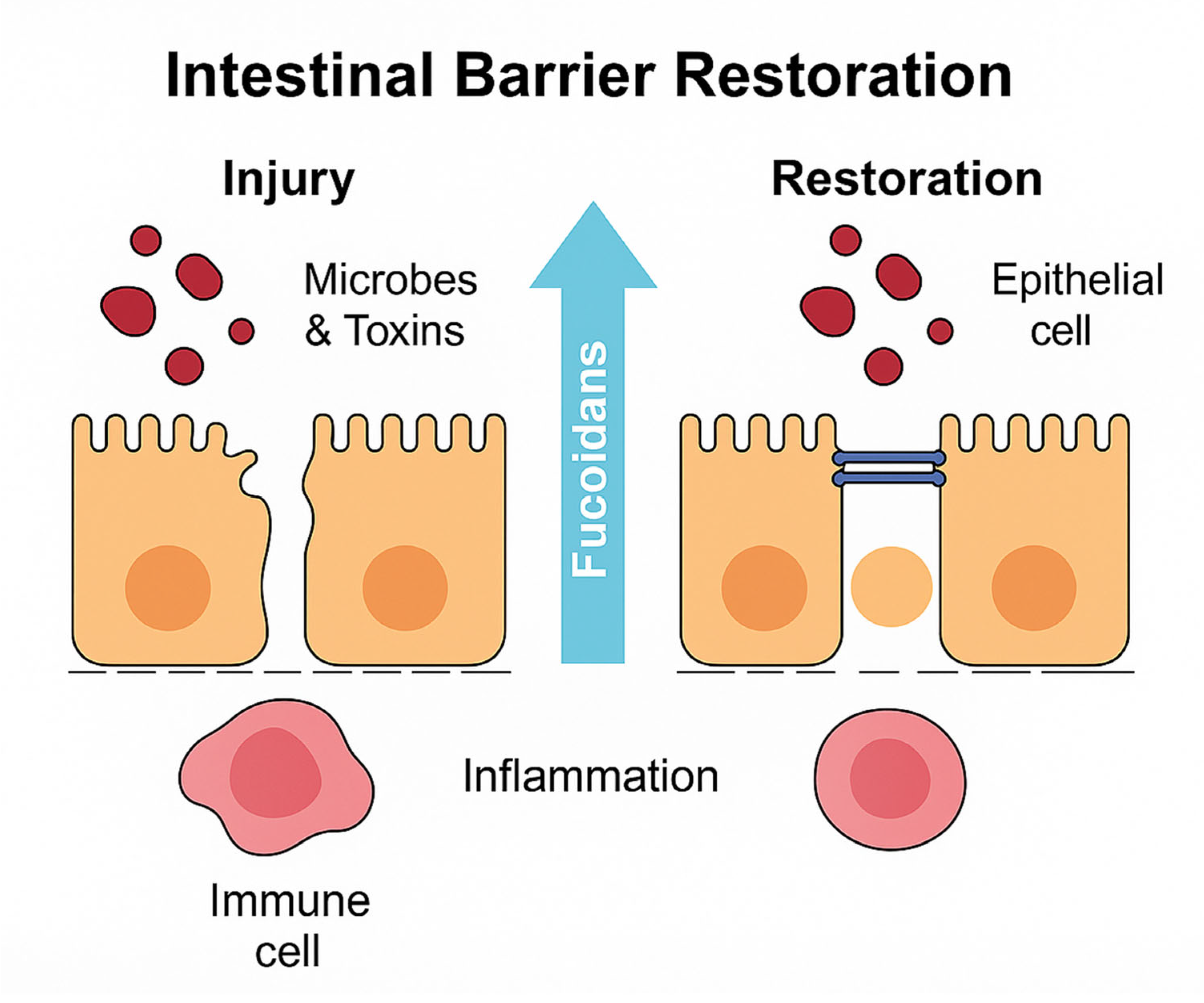 Ijms 26 10508 g004 Ijms 26 10508 g004
