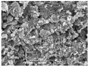 Ijms 26 10516 i005 Ijms 26 10516 i005