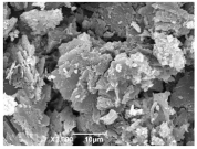 Ijms 26 10516 i011 Ijms 26 10516 i011