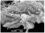 Ijms 26 10516 i015 Ijms 26 10516 i015