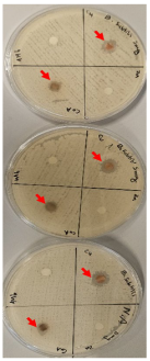 Ijms 26 10516 i027 Ijms 26 10516 i027