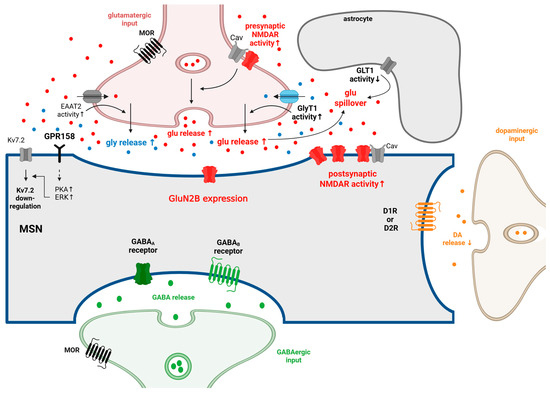 Crosstalk Between Glycinergic and N-Methyl-D-Aspartate Receptor
