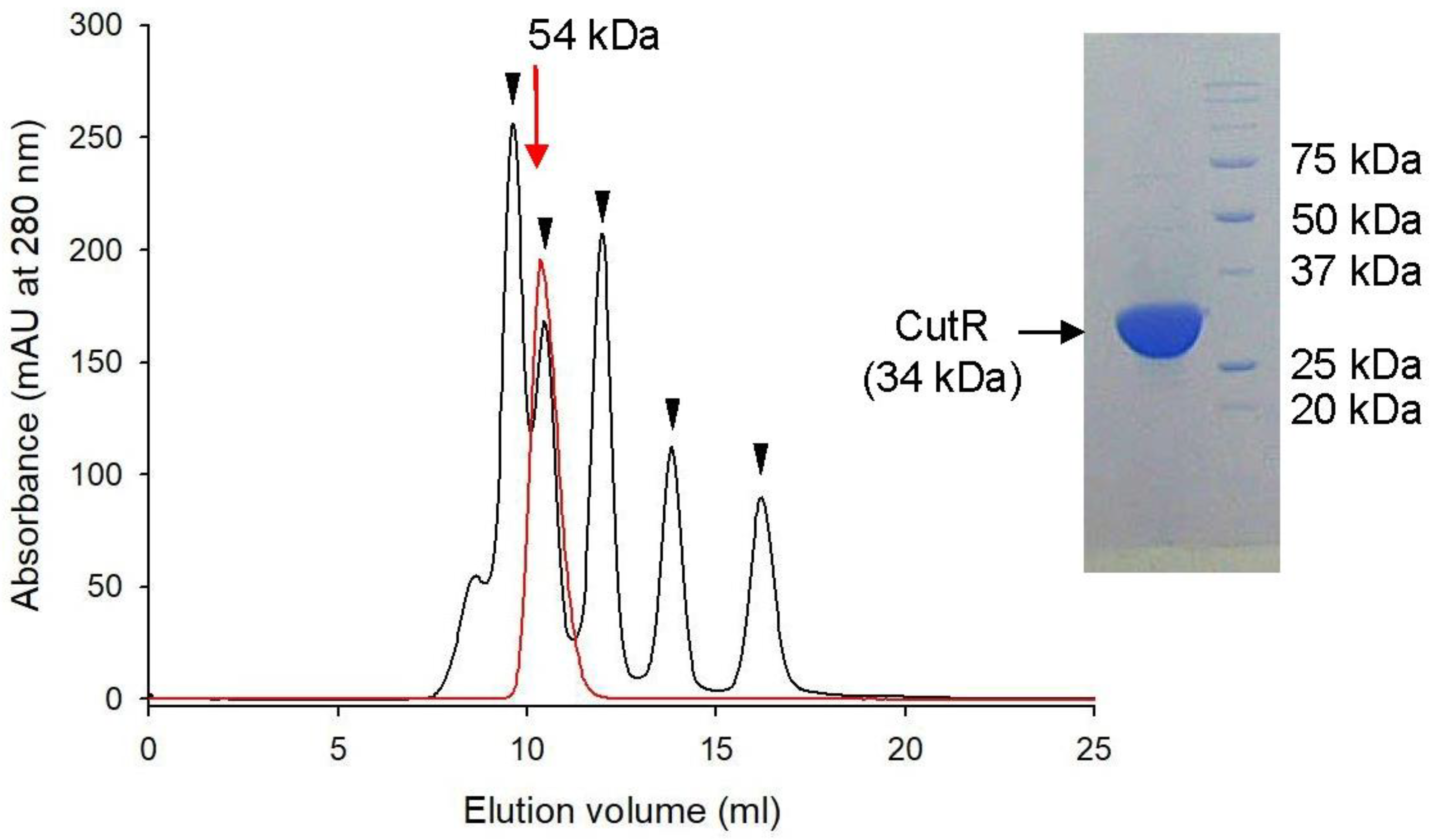 Ijms 26 10533 g002 Ijms 26 10533 g002