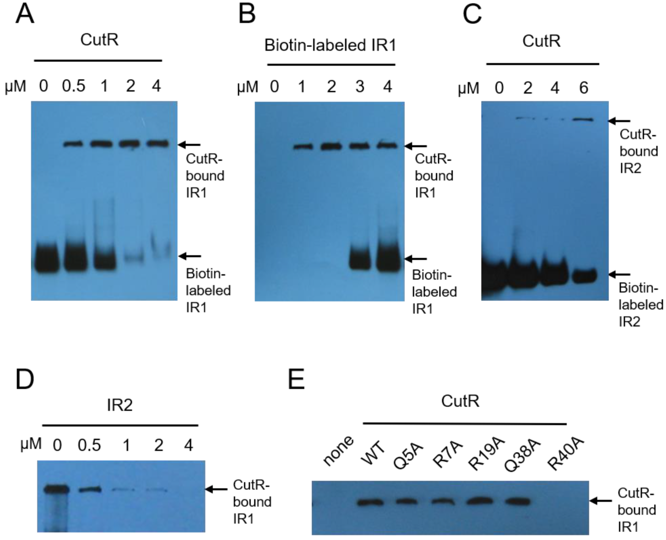 Ijms 26 10533 g003 Ijms 26 10533 g003