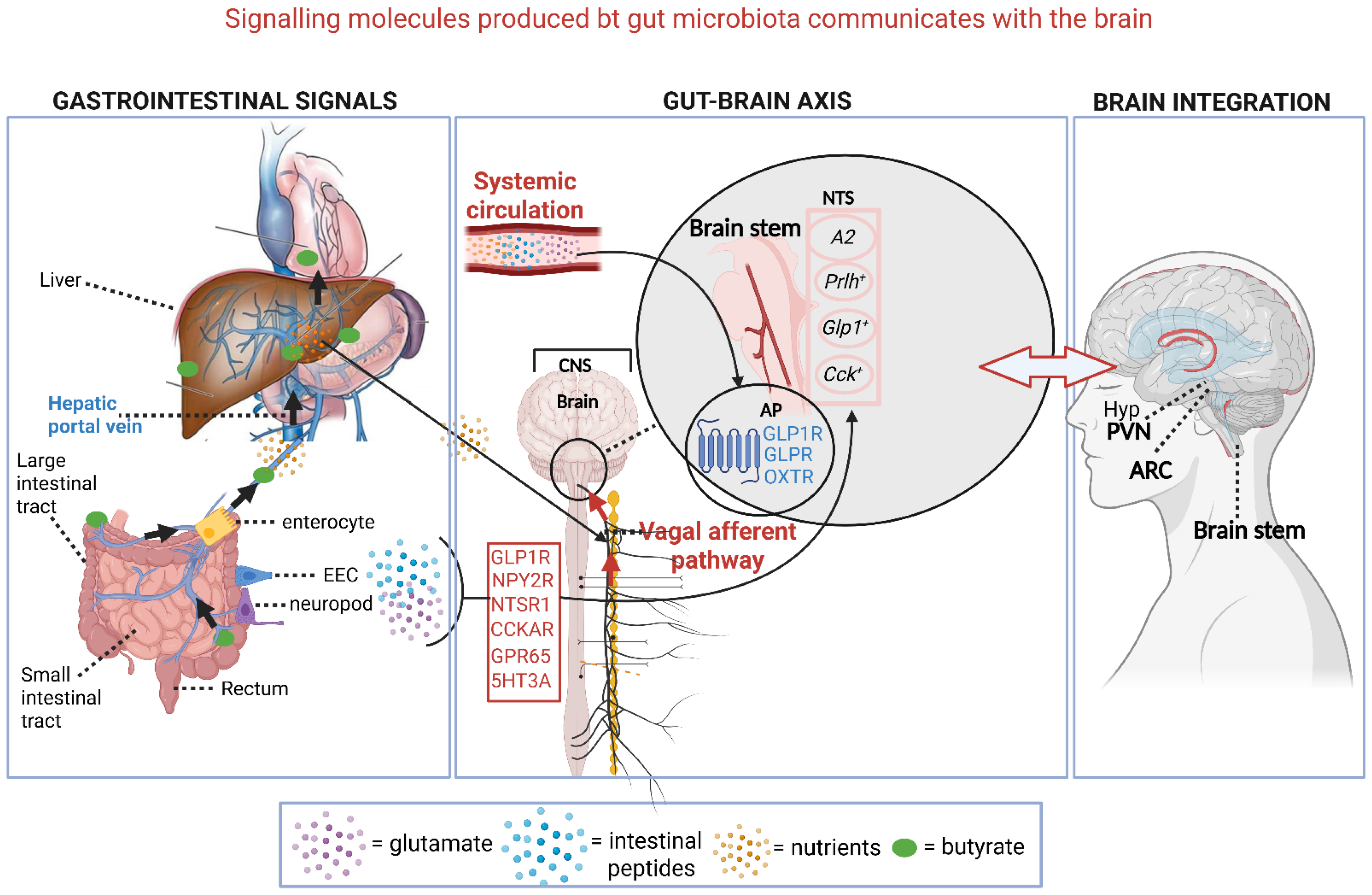Ijms 26 10539 g005 Ijms 26 10539 g005