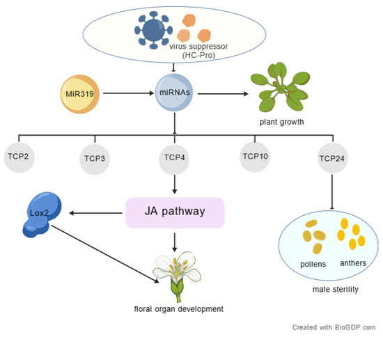 HC-Pro Disrupts miR319–TCP Regulatory Pathways to Induce Sterility