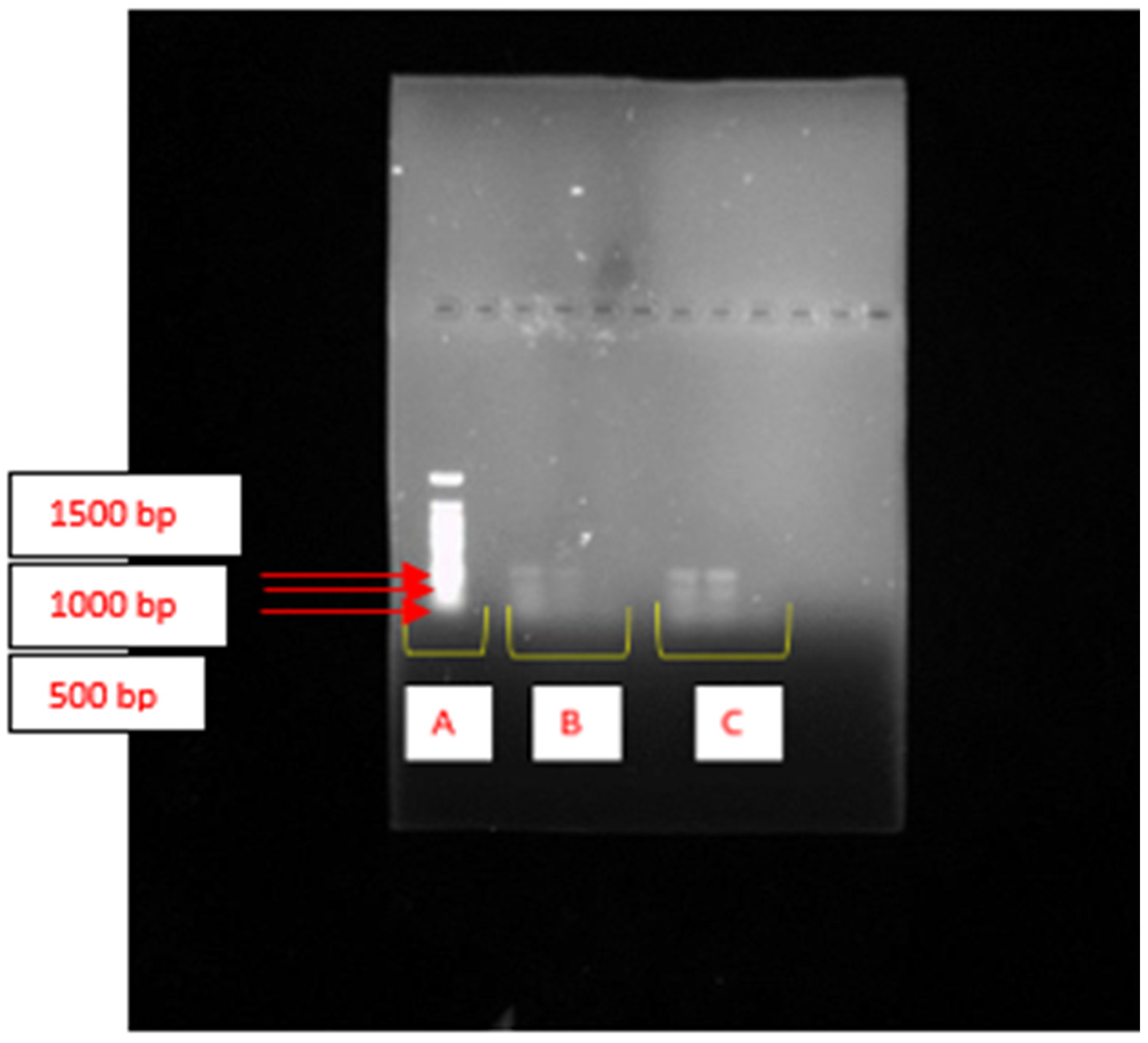 Ijms 26 10559 g001 Ijms 26 10559 g001