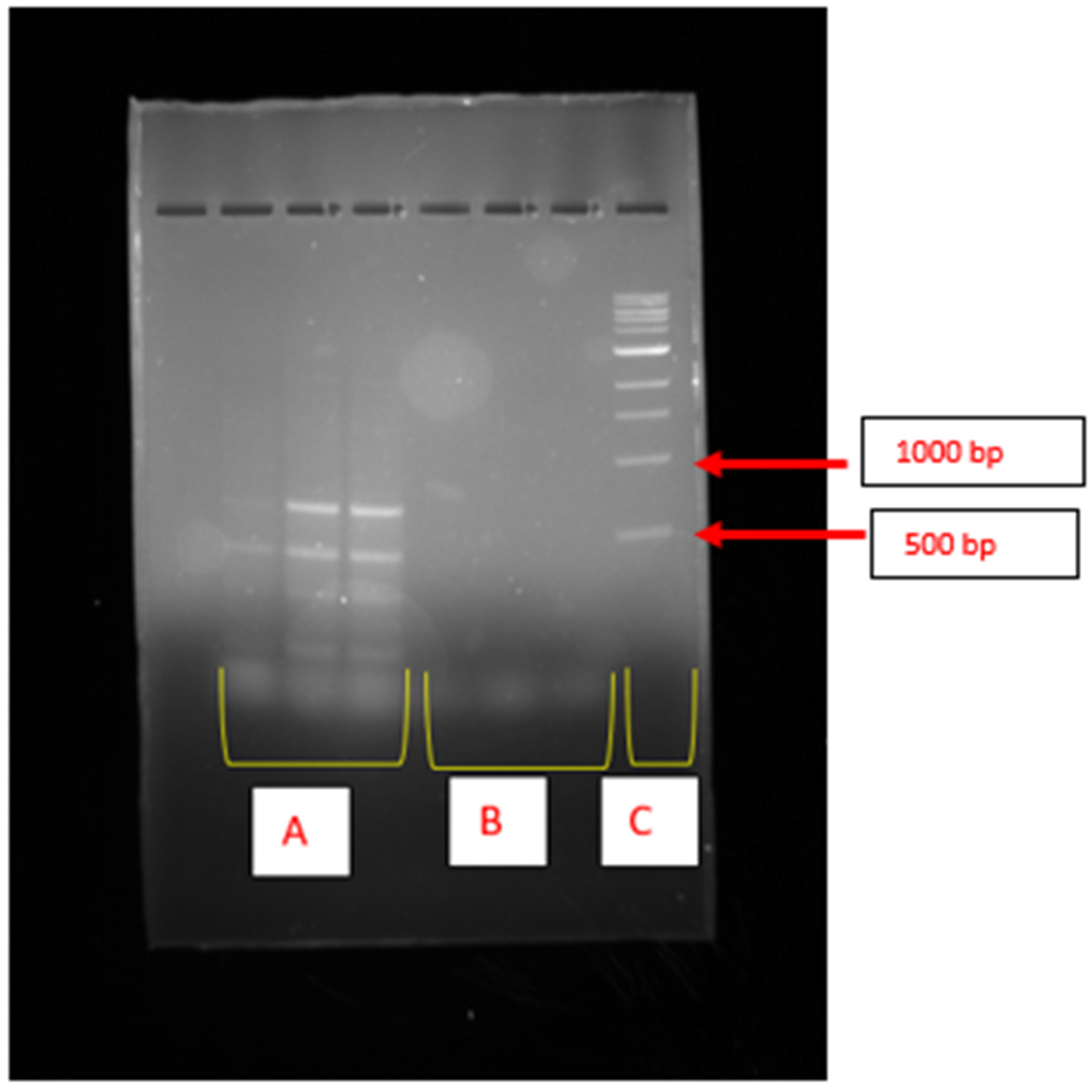 Ijms 26 10559 g002 Ijms 26 10559 g002