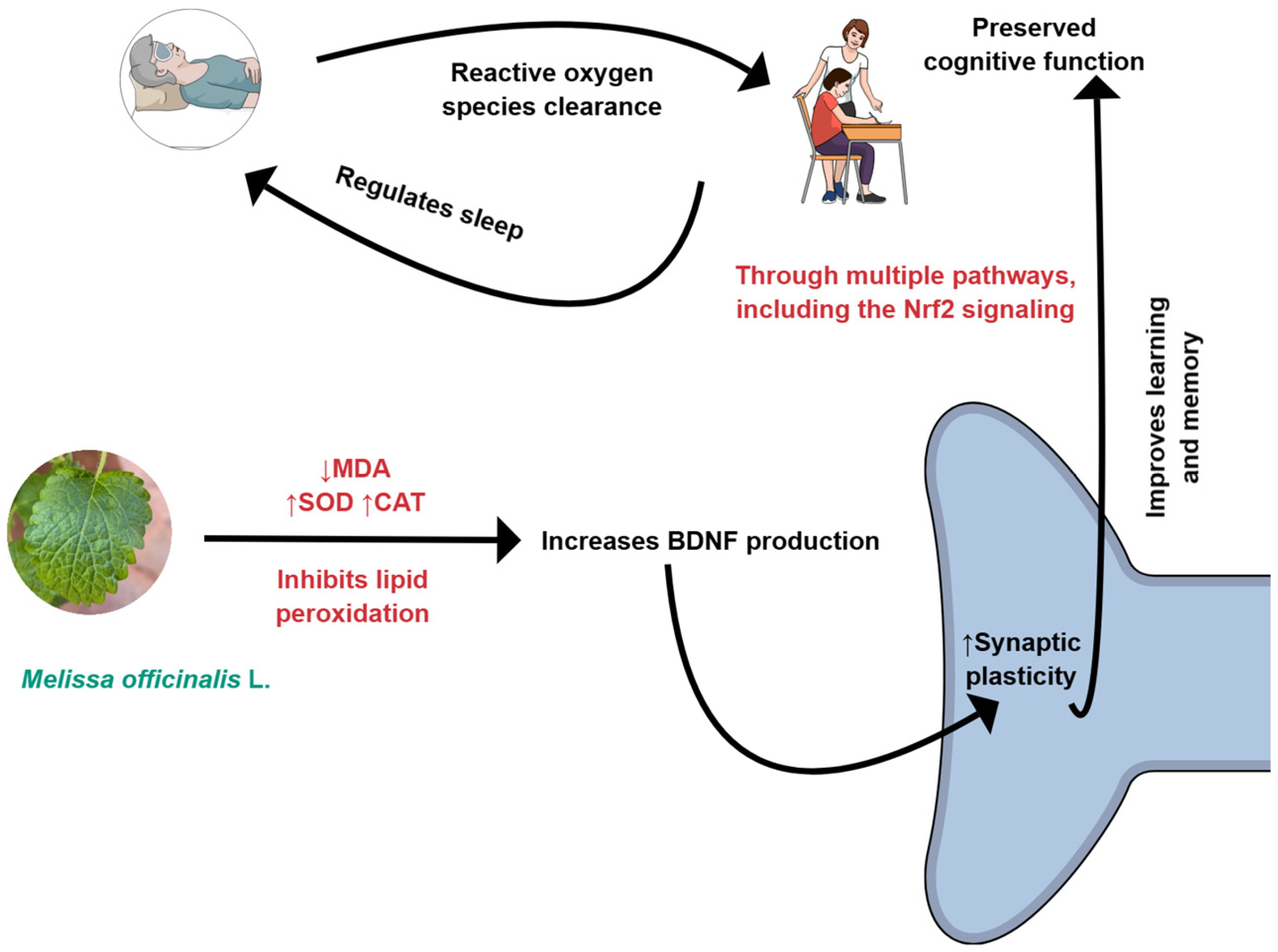 Ijms 26 10566 g002 Ijms 26 10566 g002