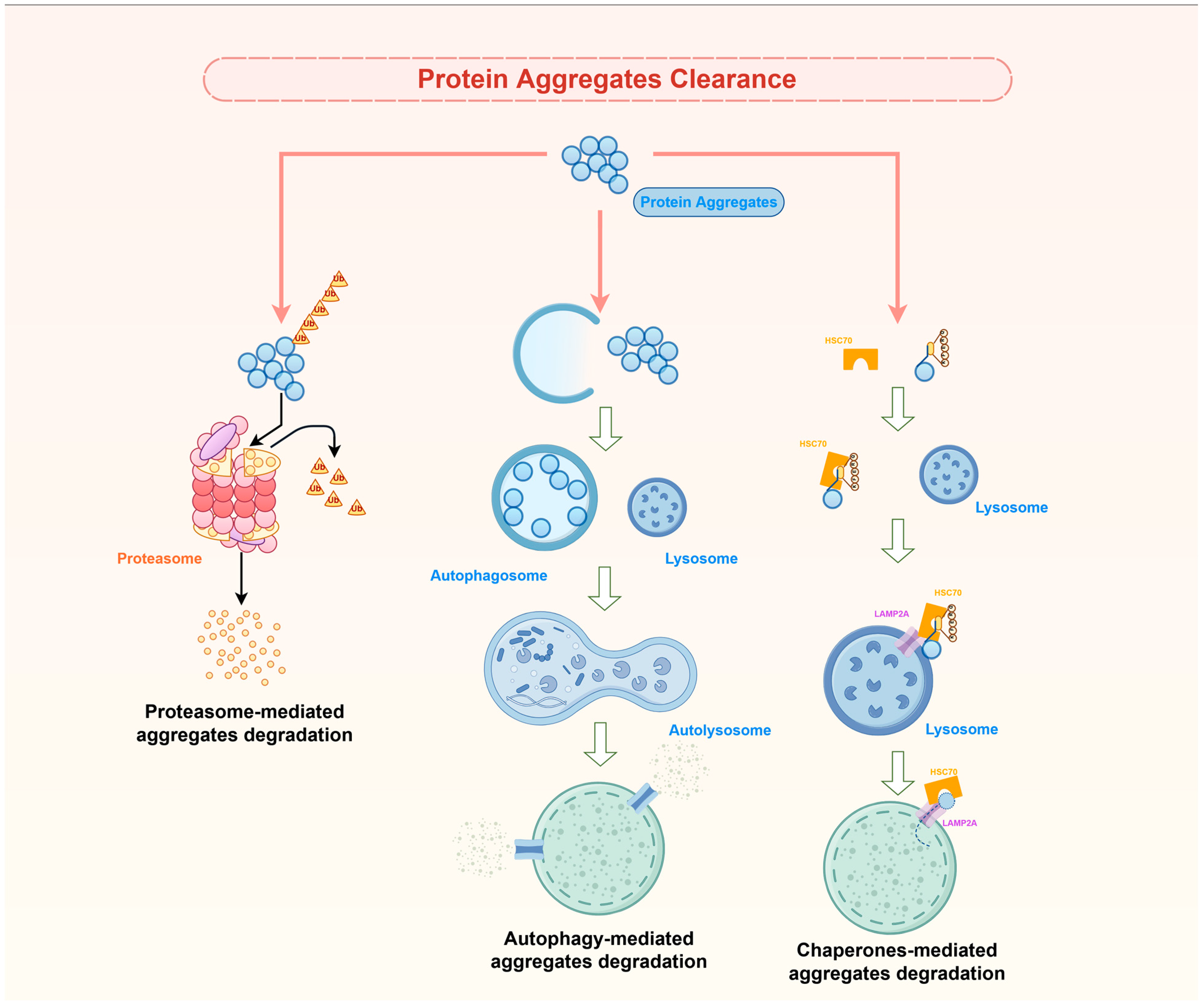 Ijms 26 10568 g003 Ijms 26 10568 g003