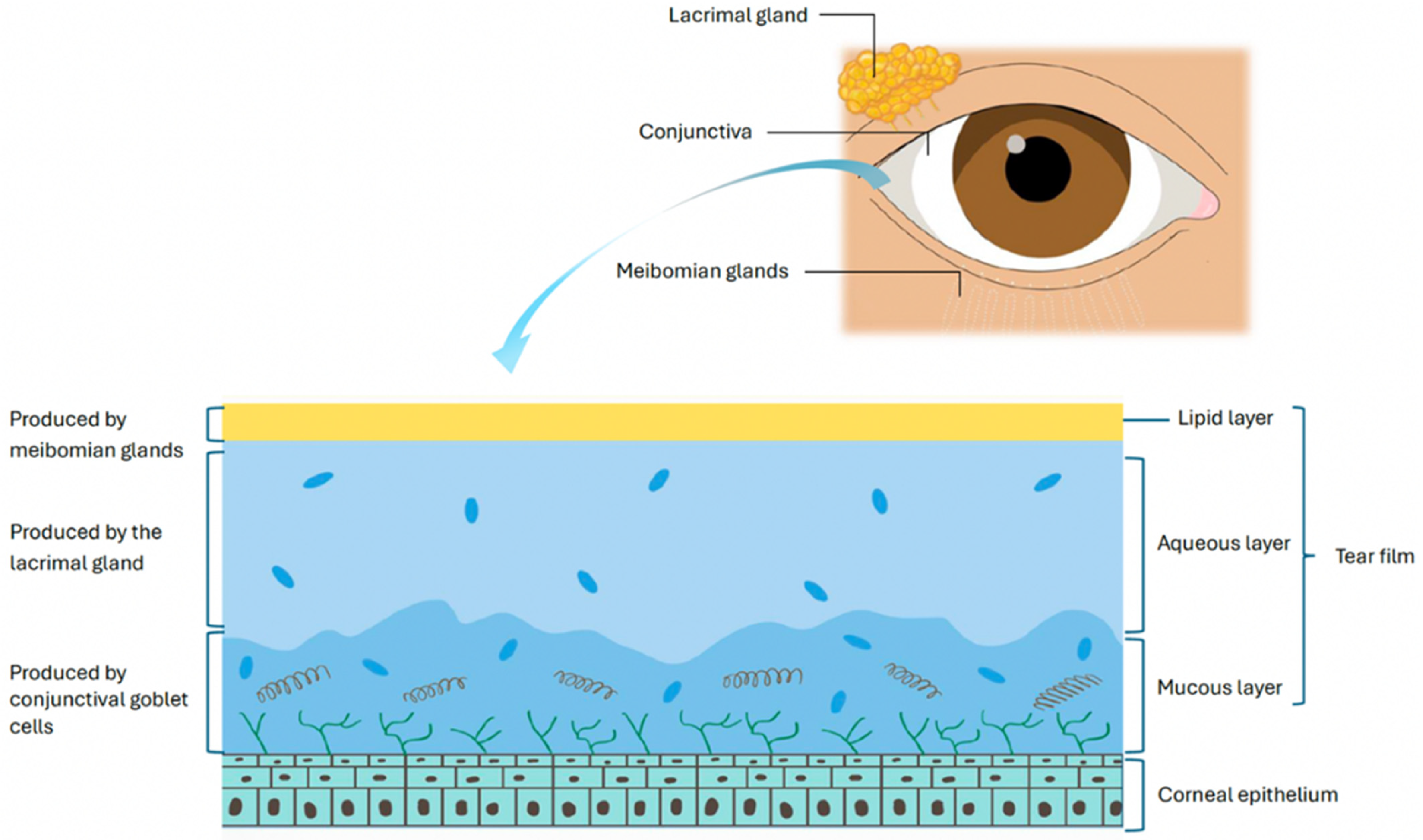 Ijms 26 10583 g001 Ijms 26 10583 g001