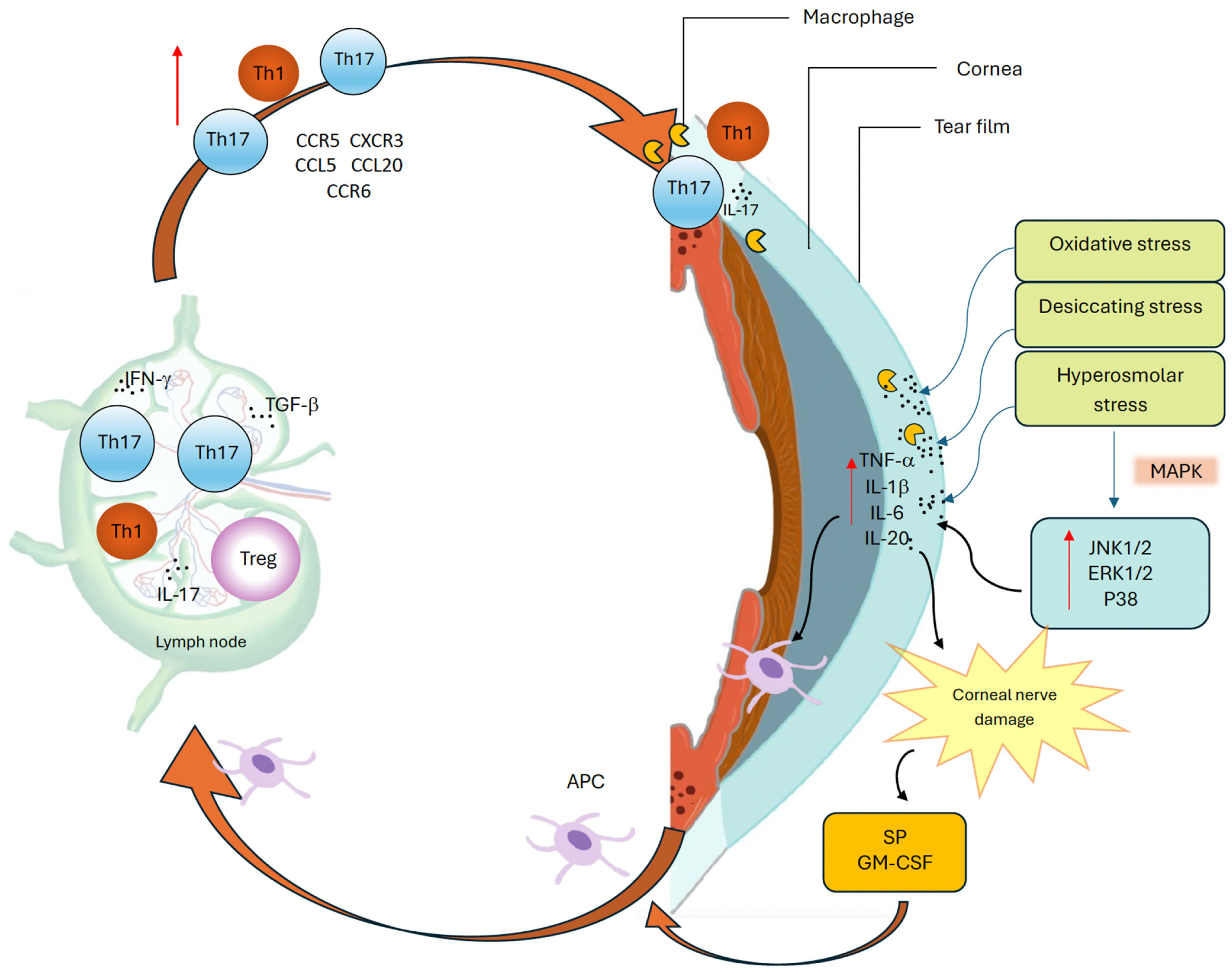 Ijms 26 10583 g002 Ijms 26 10583 g002