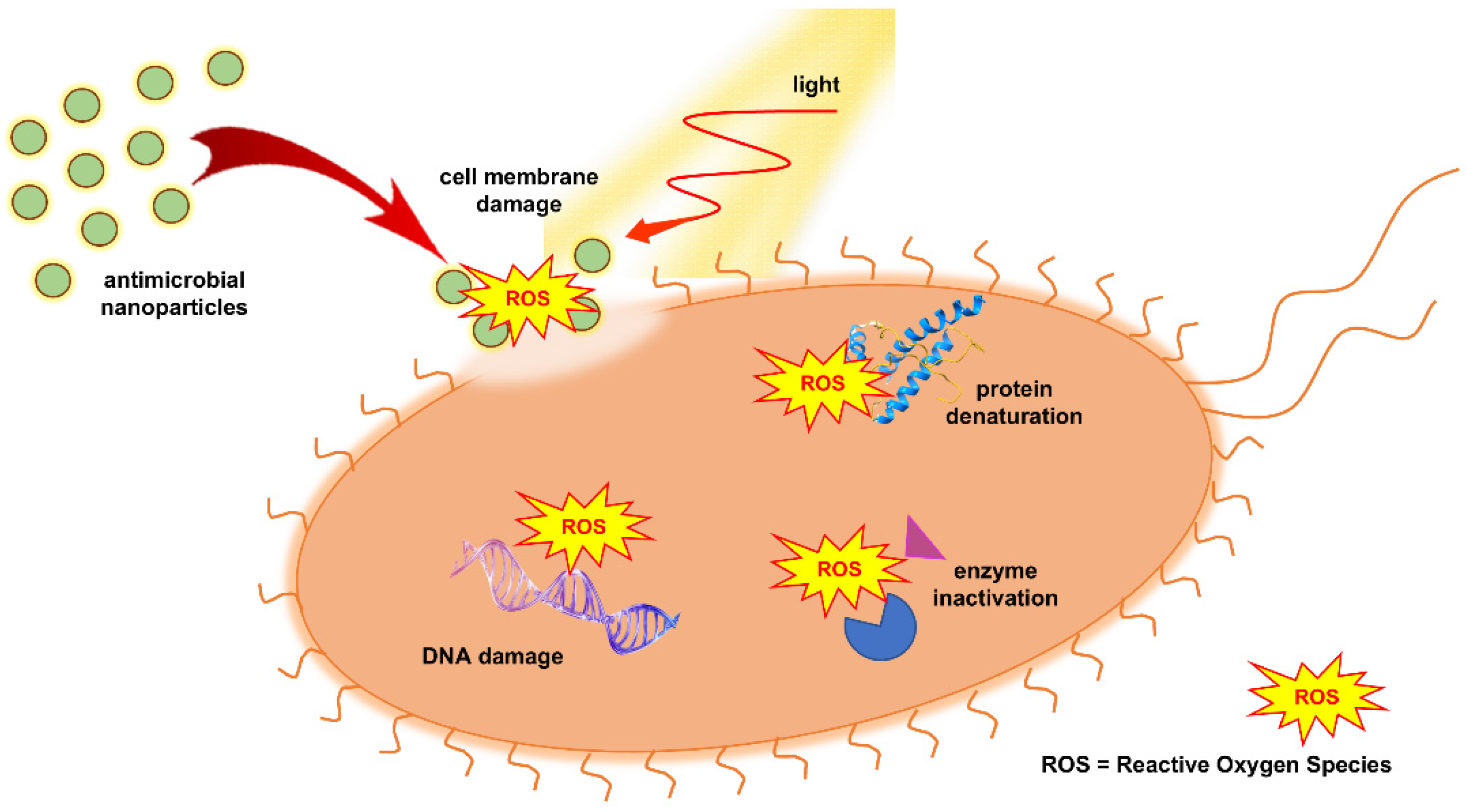 Ijms 26 10593 g002 Ijms 26 10593 g002