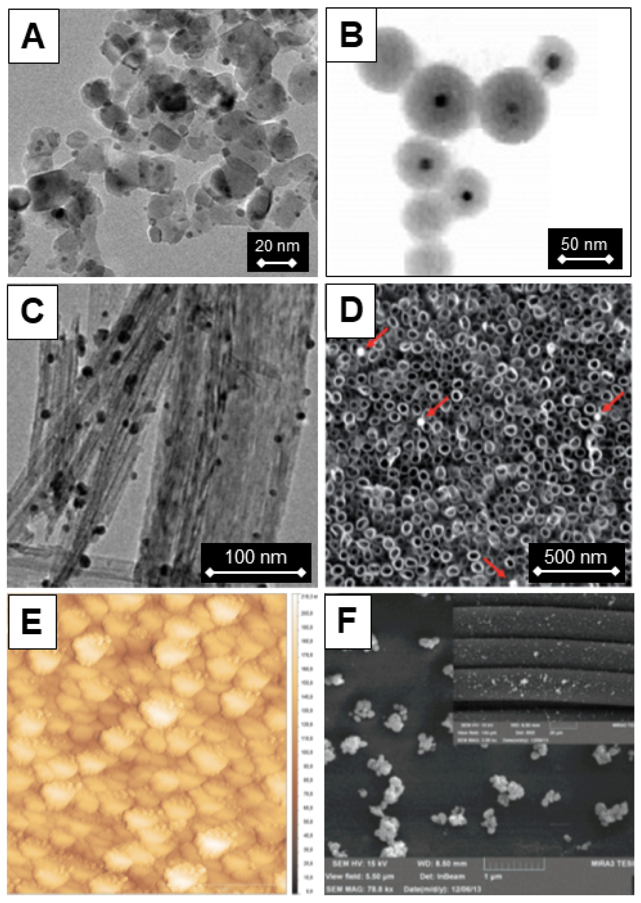 Ijms 26 10593 g023 Ijms 26 10593 g023