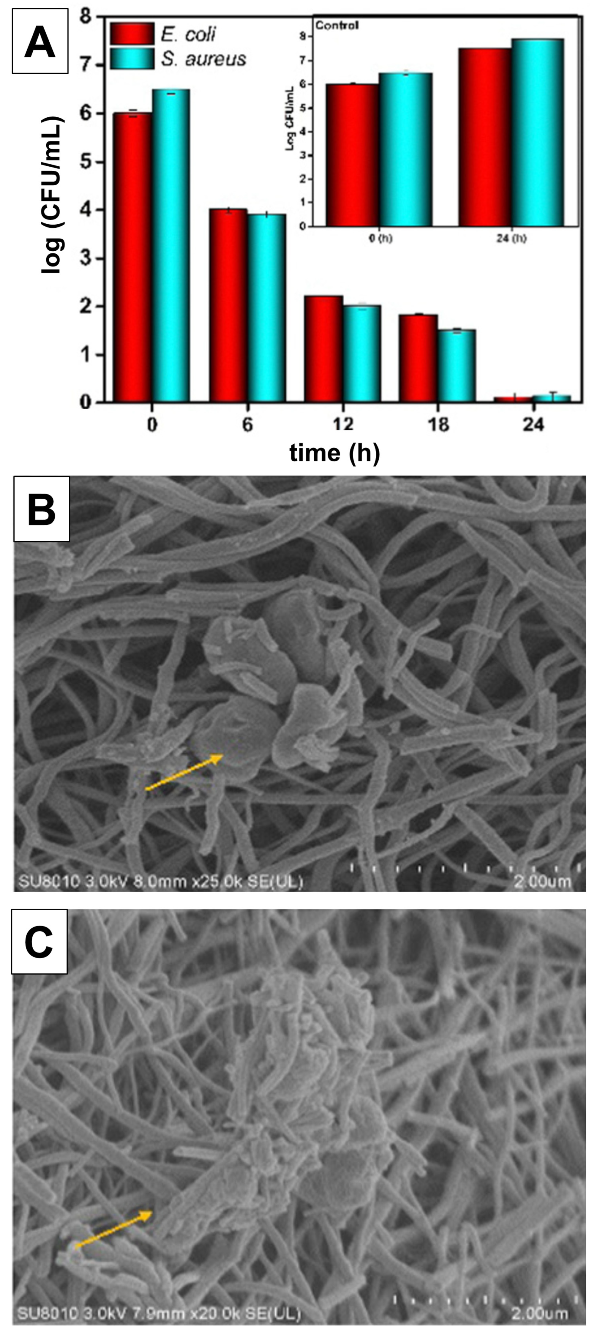 Ijms 26 10593 g034 Ijms 26 10593 g034