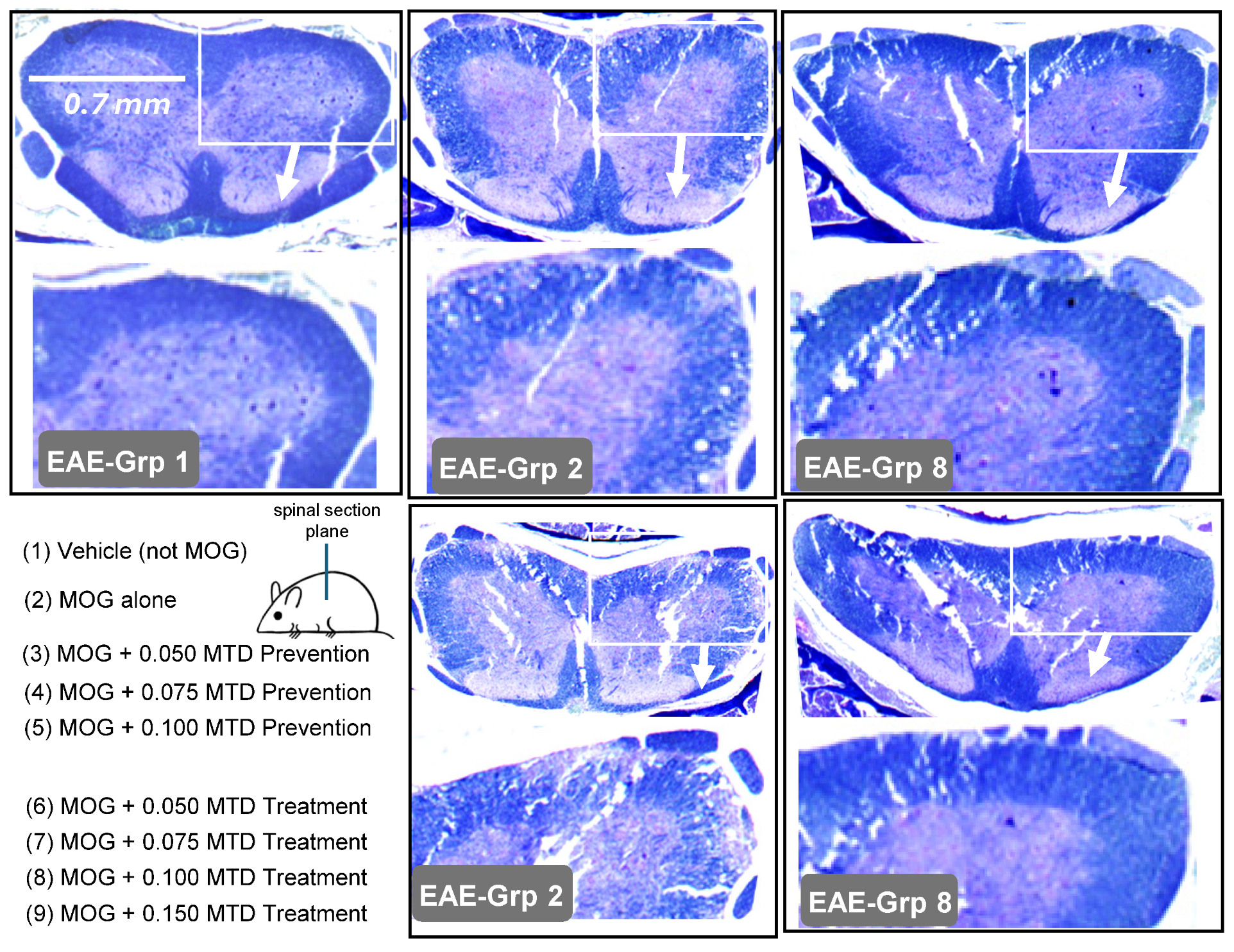 Ijms 26 10597 g008 Ijms 26 10597 g008