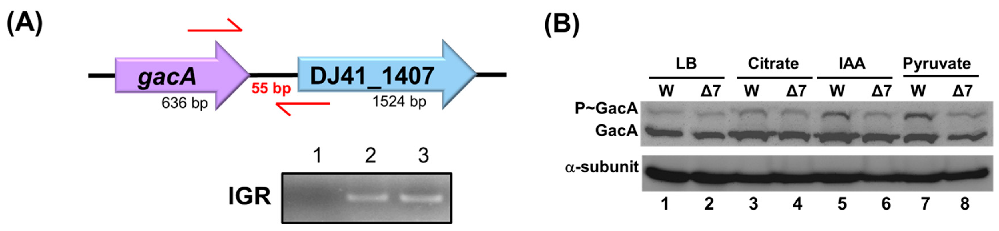 Ijms 26 10620 g003 Ijms 26 10620 g003