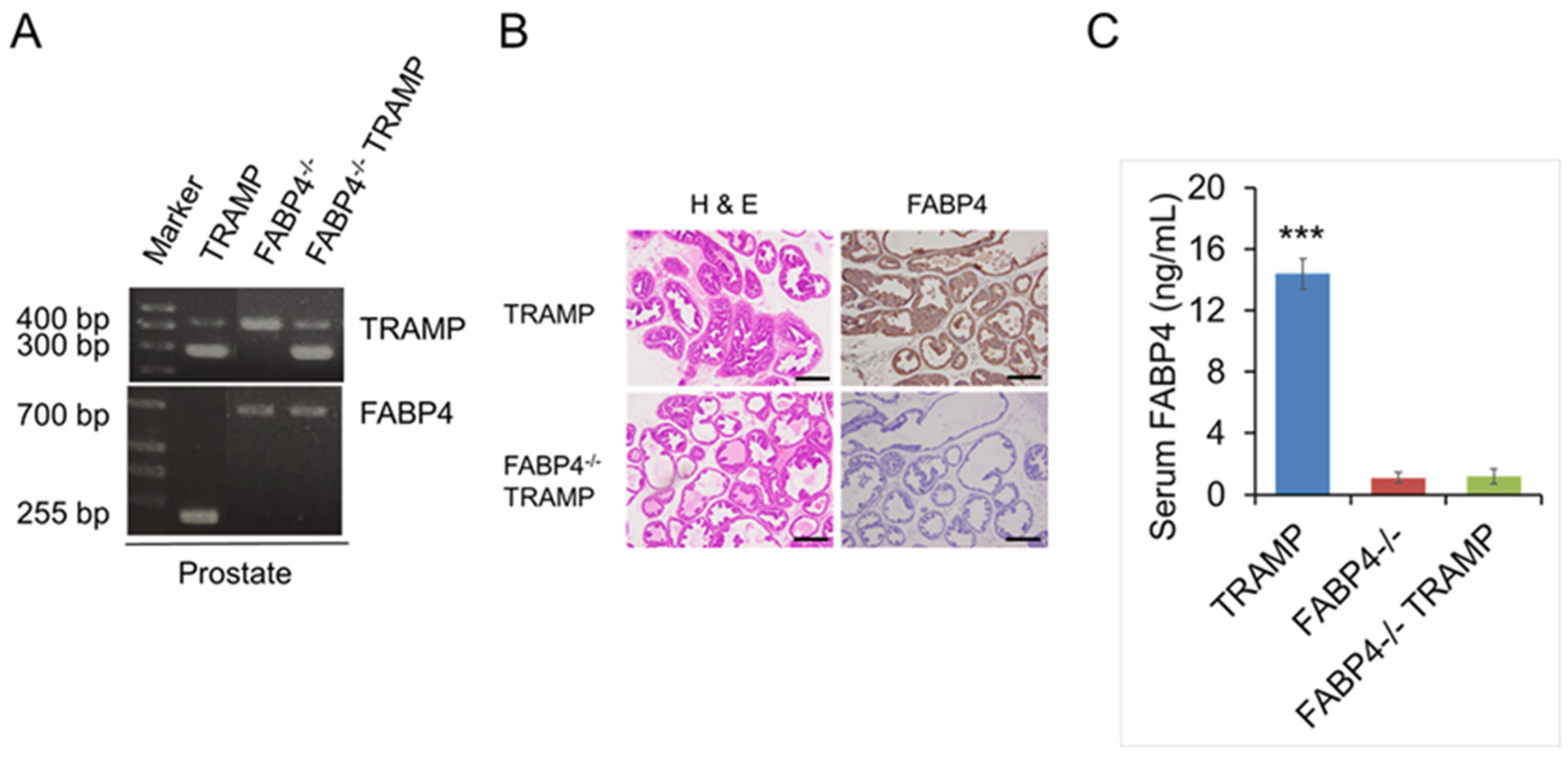 Ijms 26 10621 g001 Ijms 26 10621 g001