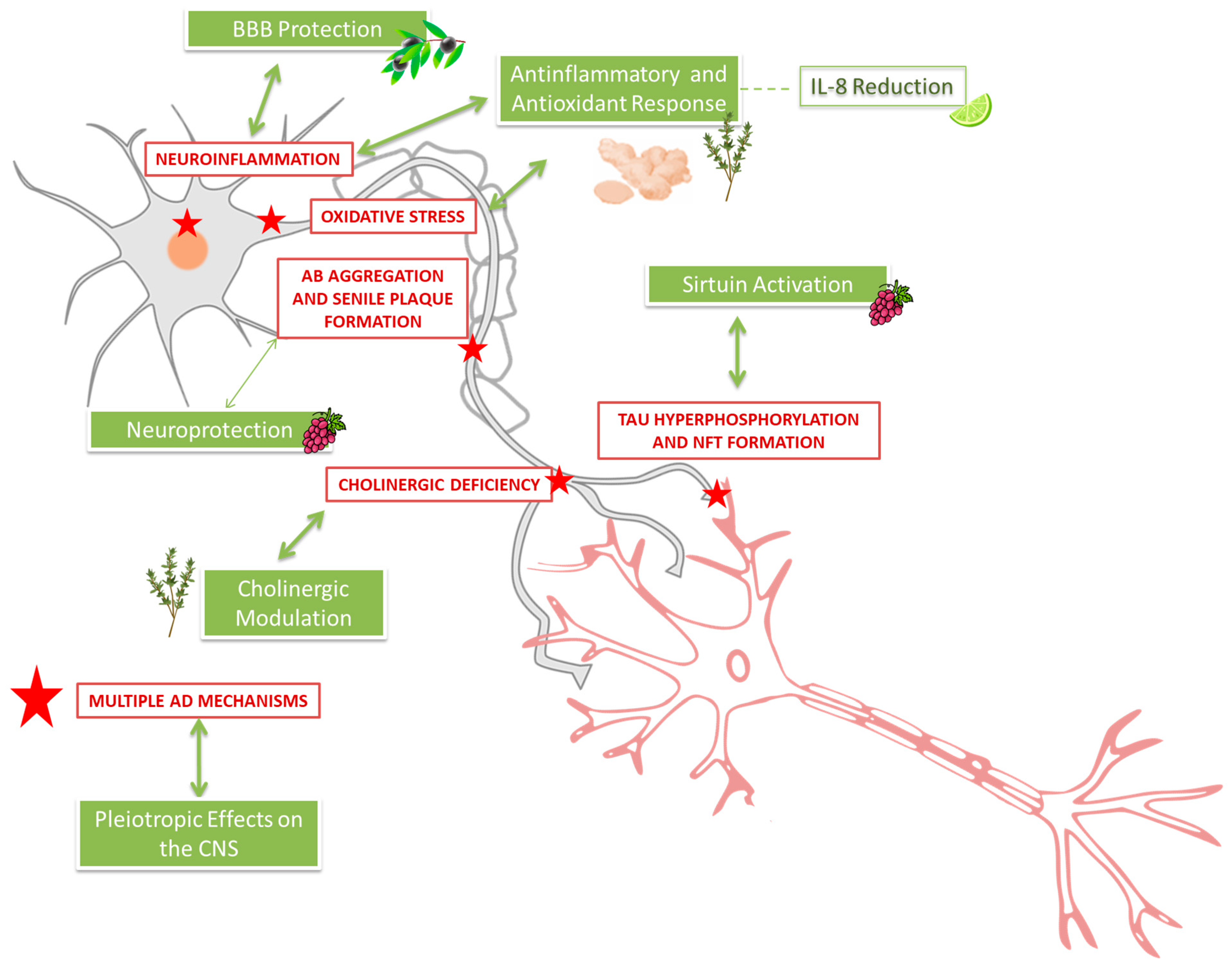 Ijms 26 10631 g005 Ijms 26 10631 g005