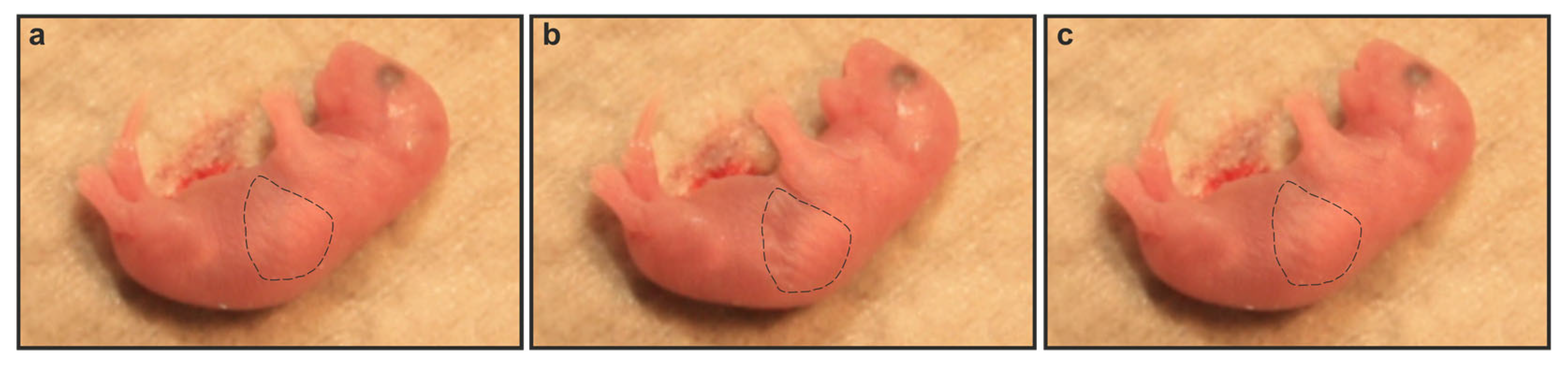 Ijms 26 10655 g003 Ijms 26 10655 g003