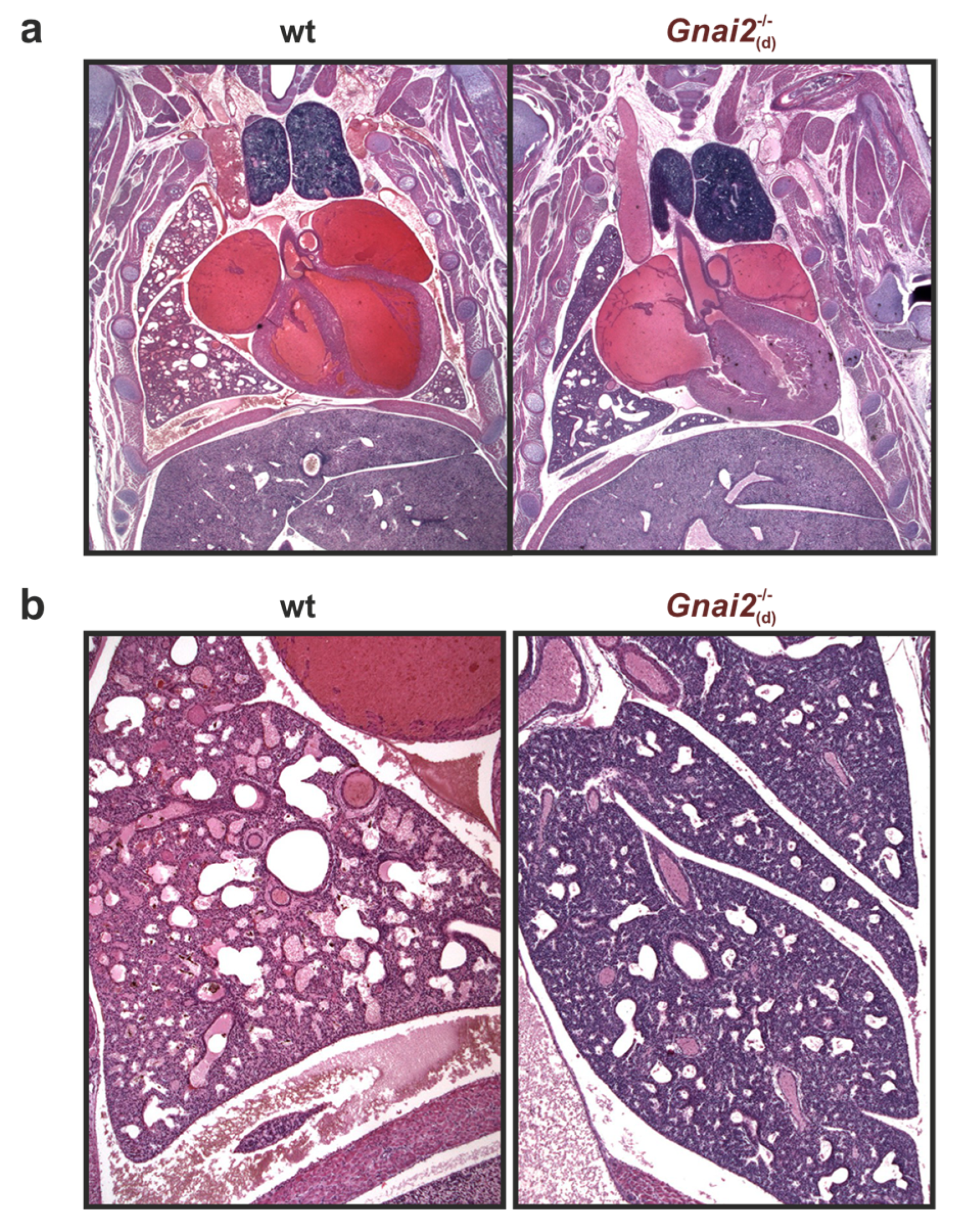 Ijms 26 10655 g005 Ijms 26 10655 g005