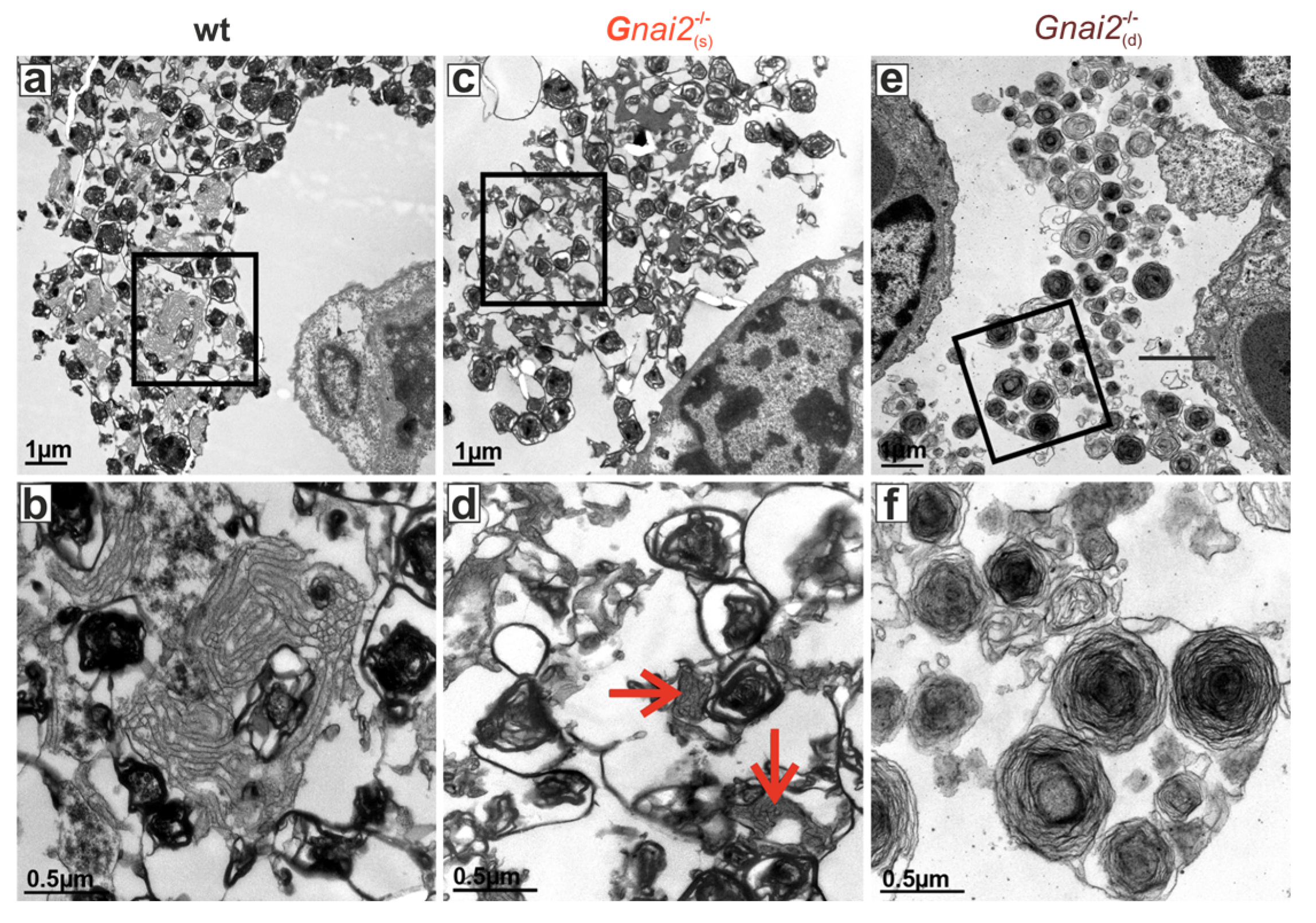 Ijms 26 10655 g007 Ijms 26 10655 g007
