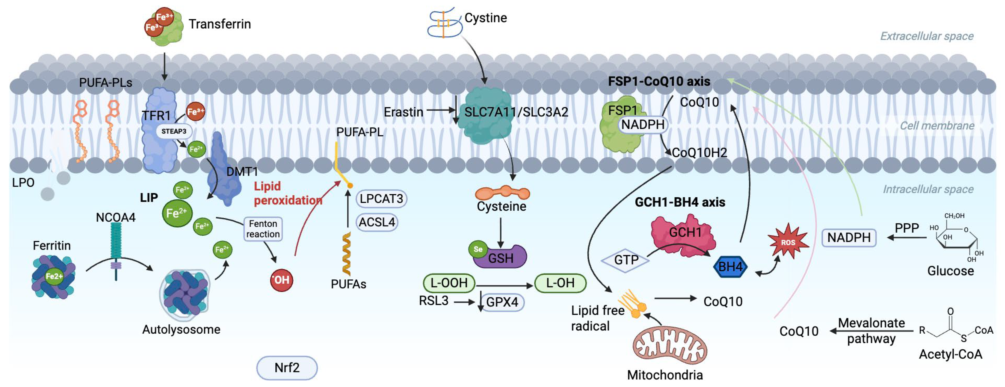 Ijms 26 10661 g001 Ijms 26 10661 g001