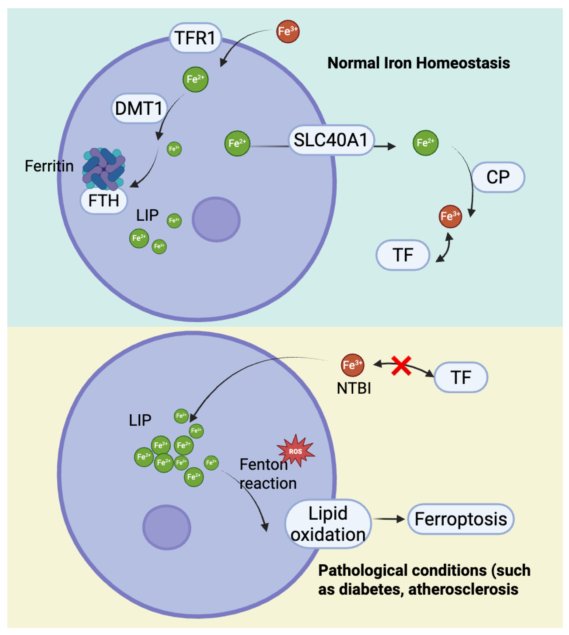 Ijms 26 10661 g002 Ijms 26 10661 g002