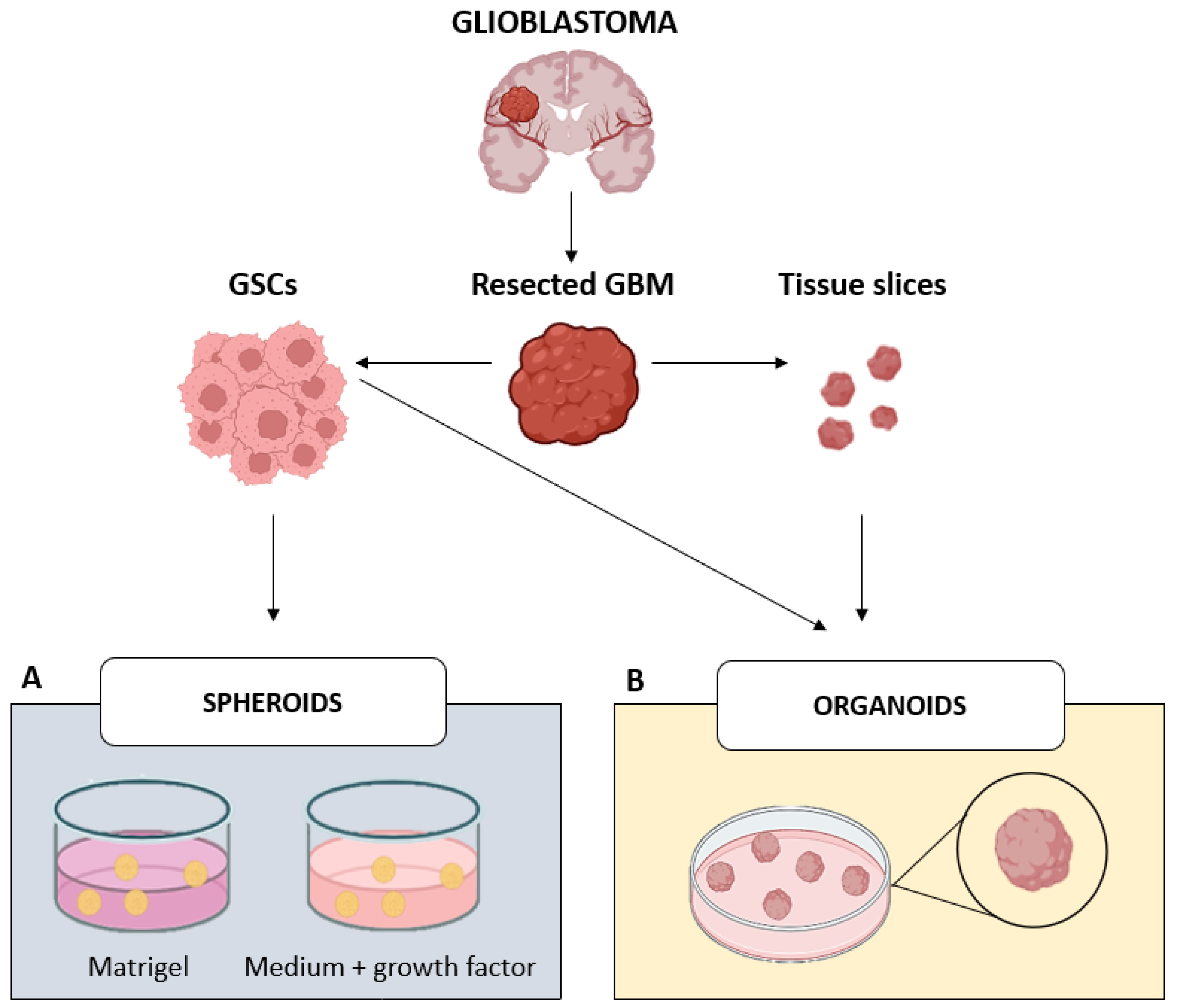 Ijms 26 10664 g002 Ijms 26 10664 g002