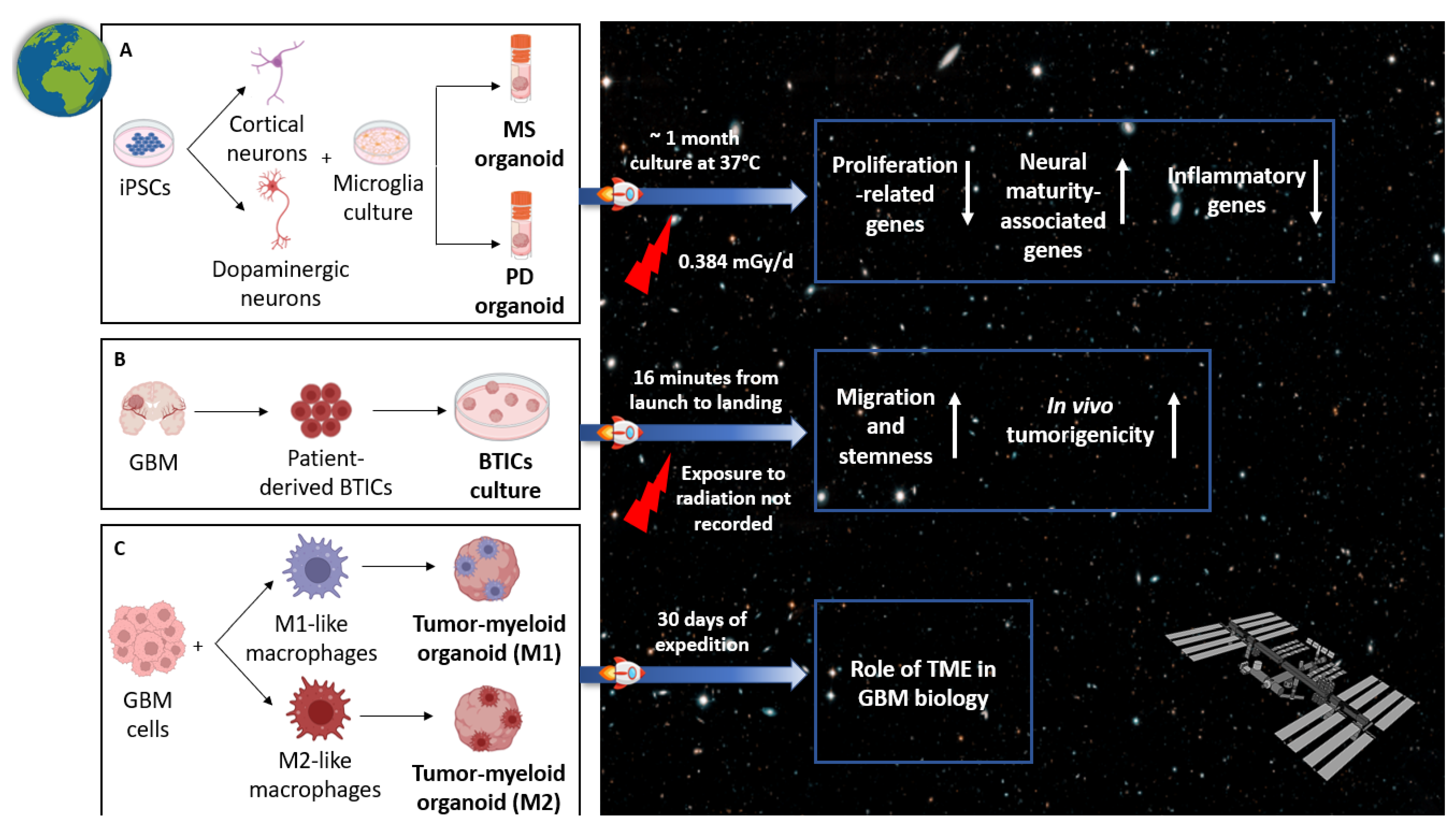 Ijms 26 10664 g004 Ijms 26 10664 g004