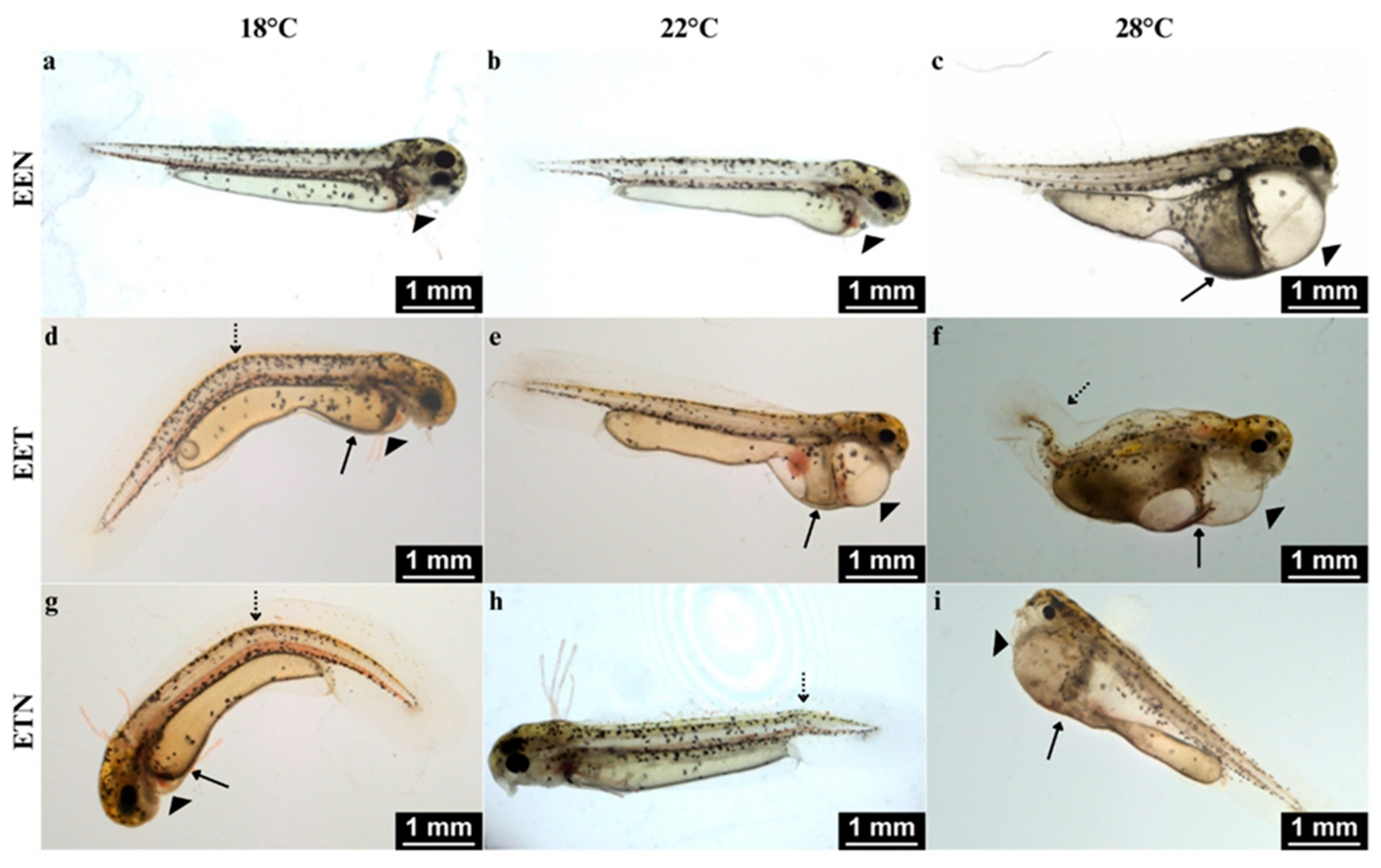 Ijms 26 10669 g003 Ijms 26 10669 g003