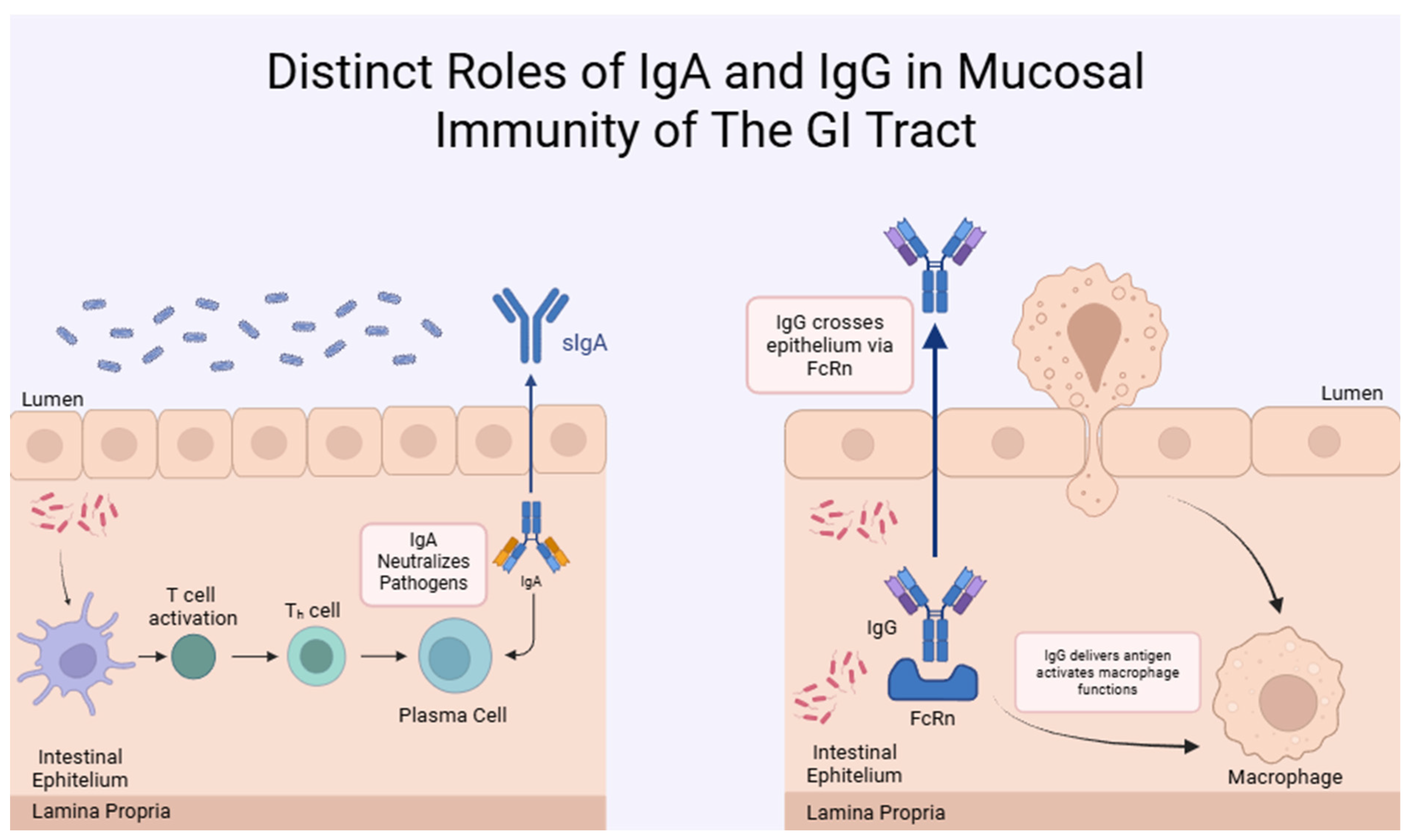 Ijms 26 10673 g001 Ijms 26 10673 g001