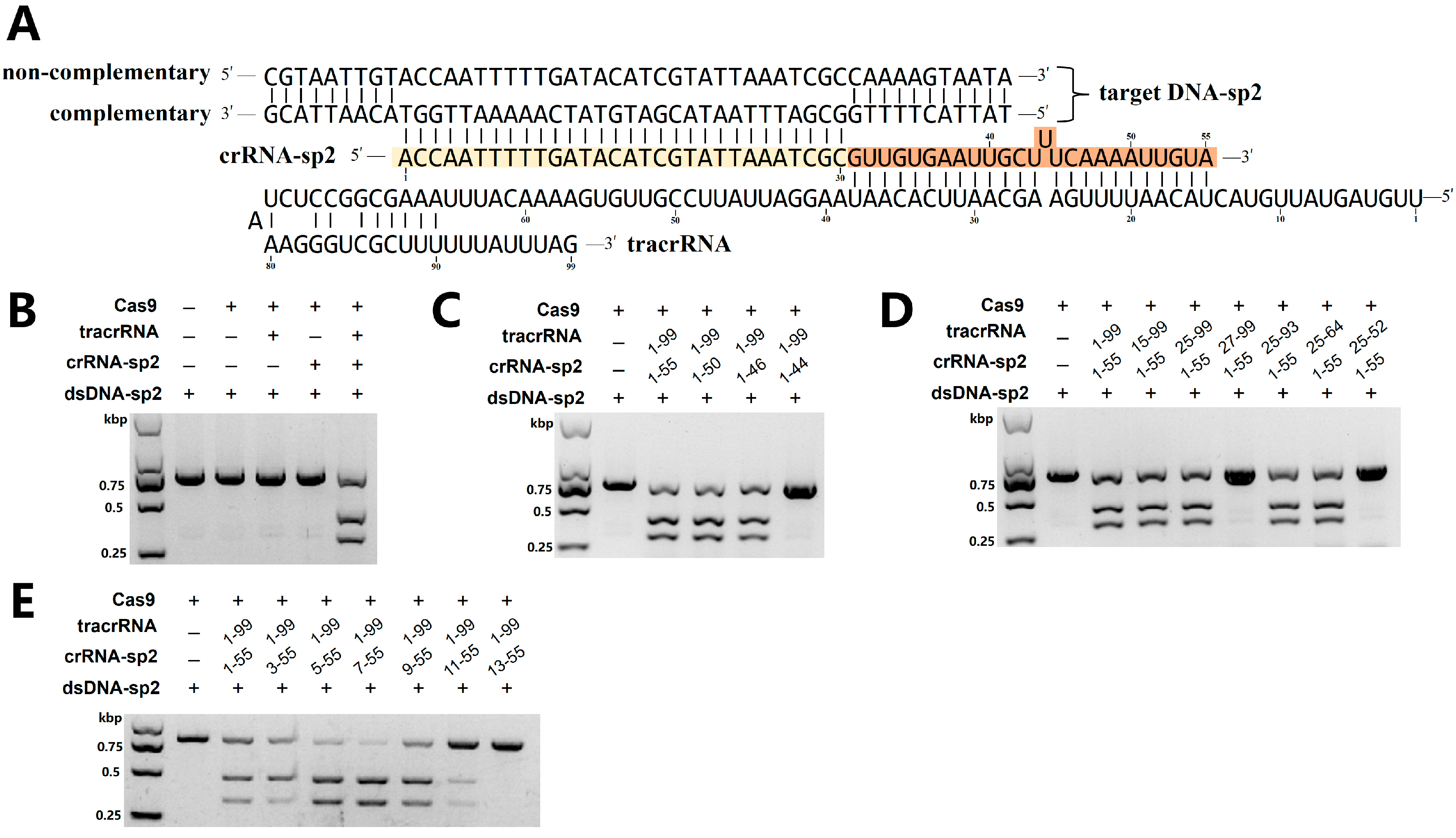 Ijms 26 10681 g002 Ijms 26 10681 g002
